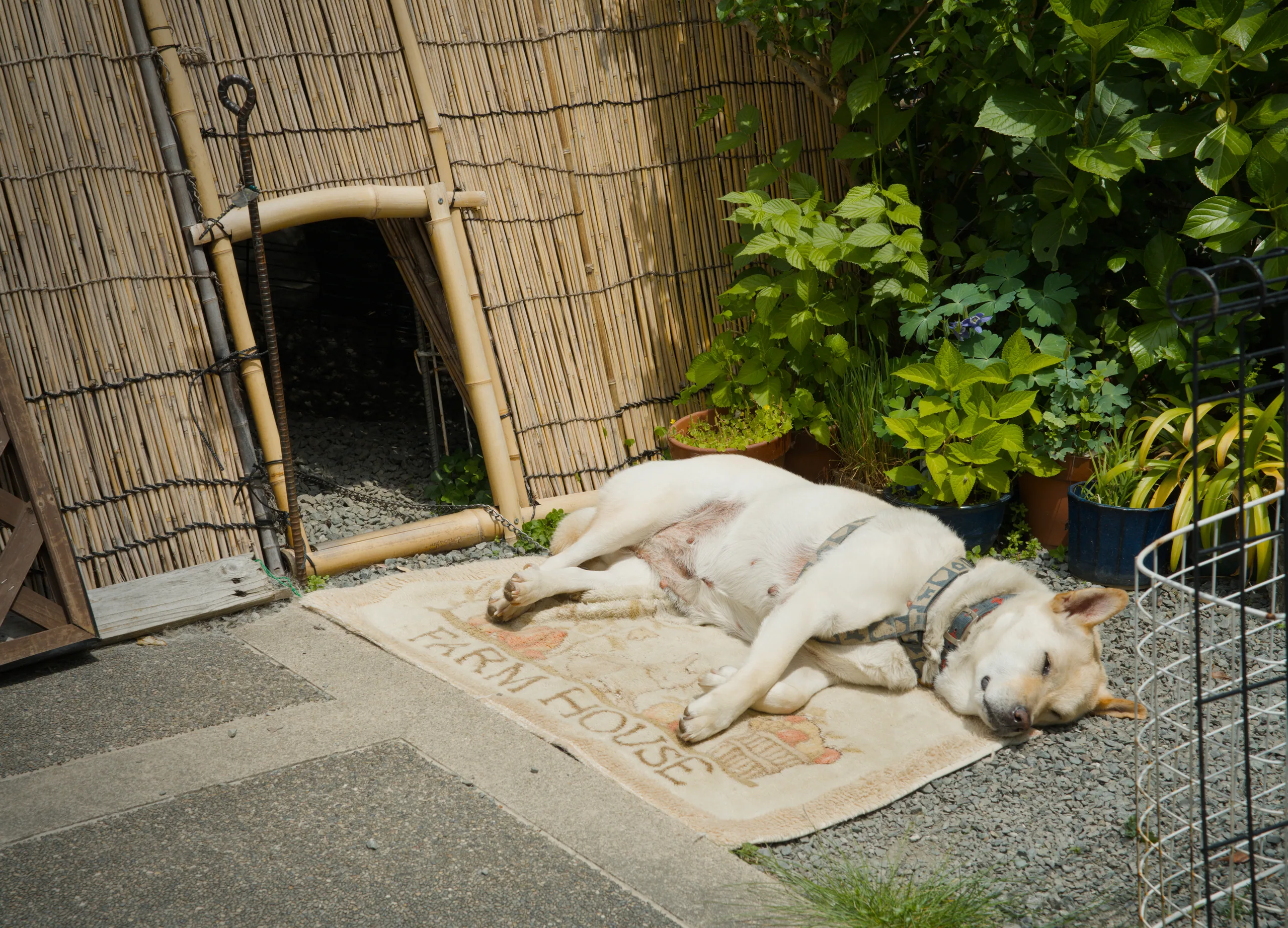 A dog rests on gravel in front of a wooden structure with weathered timber walls.