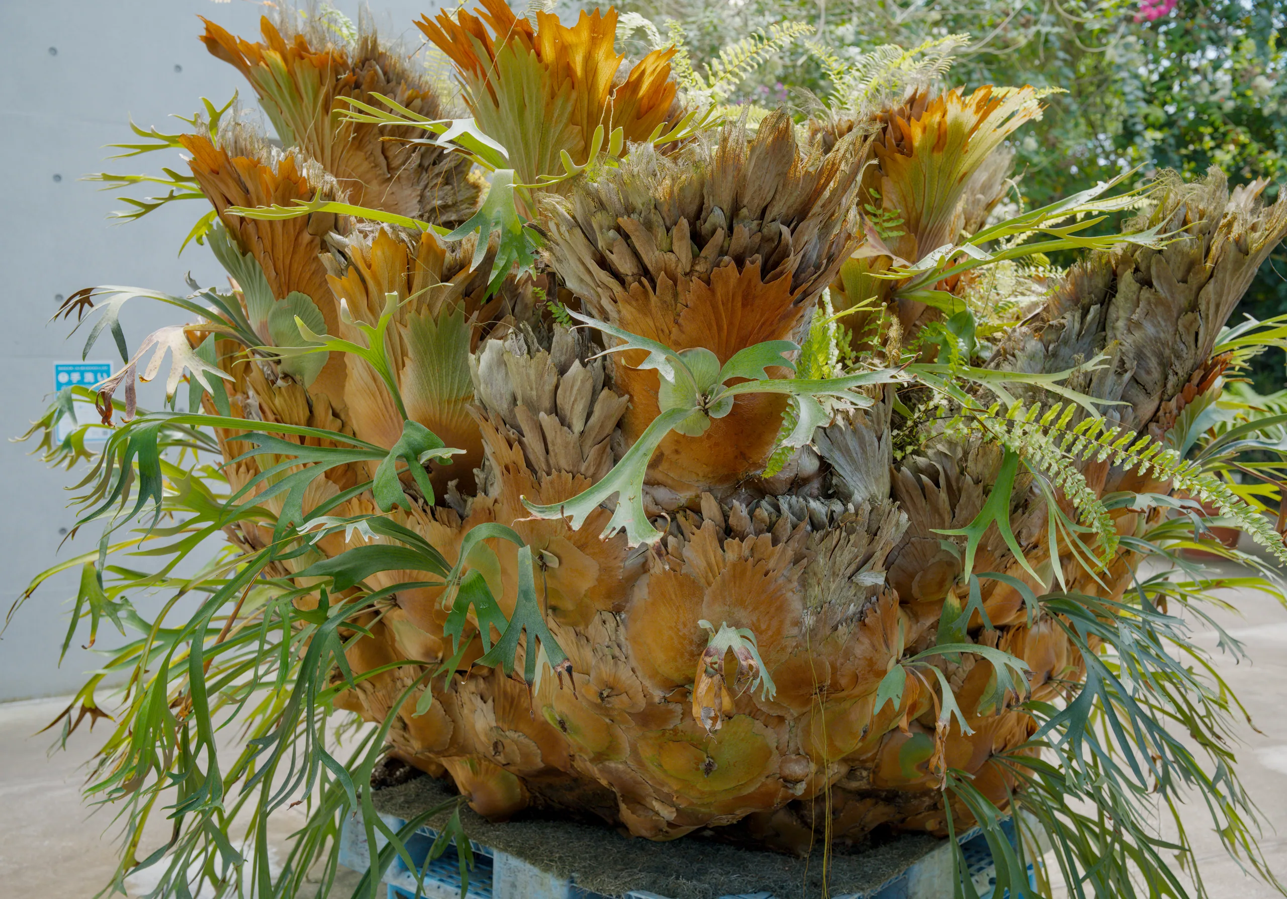 Multiple potted plants with fine-textured, copper-toned foliage indoors.