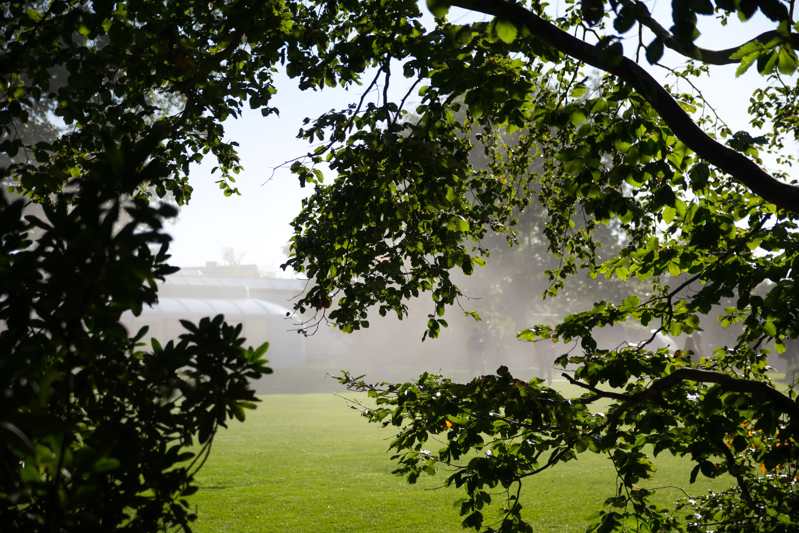 A view out through a frame of dark tree branches onto a bright misty lawn.