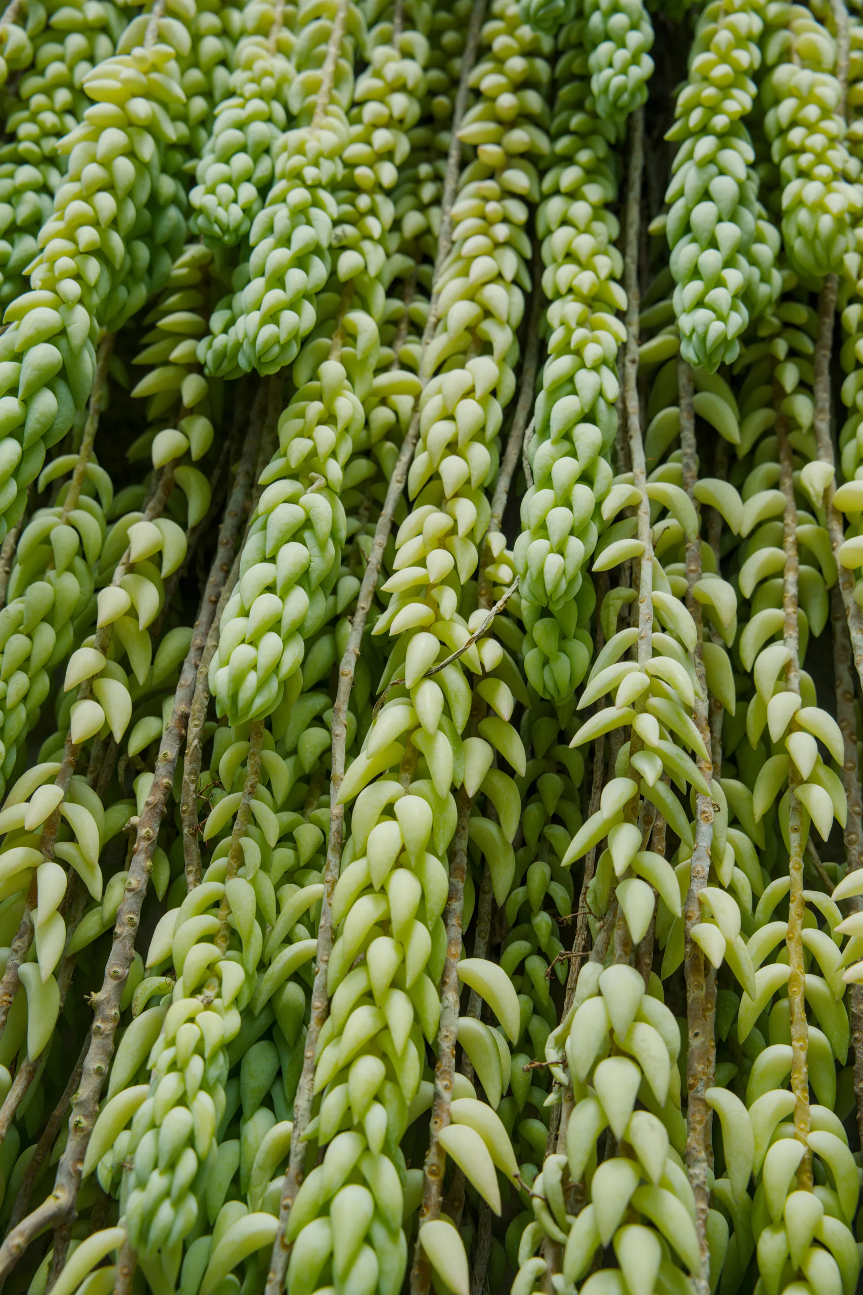 Rows of tightly packed pale green succulent rosettes fill the frame.