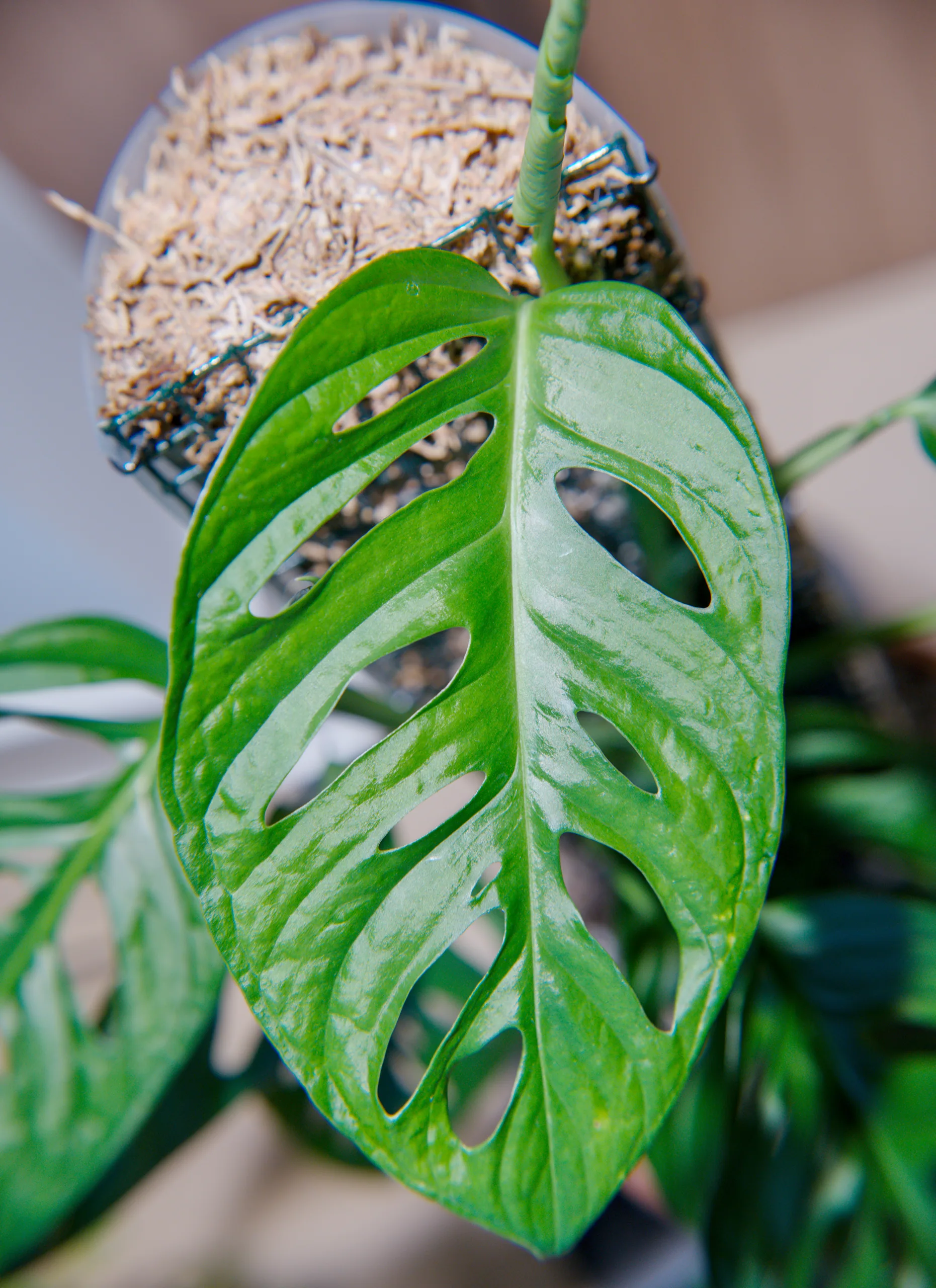 A Monstera adansonii leaf hanging below the net pot it grows from, perforated along its whole length, the sphagnum surface visible above.