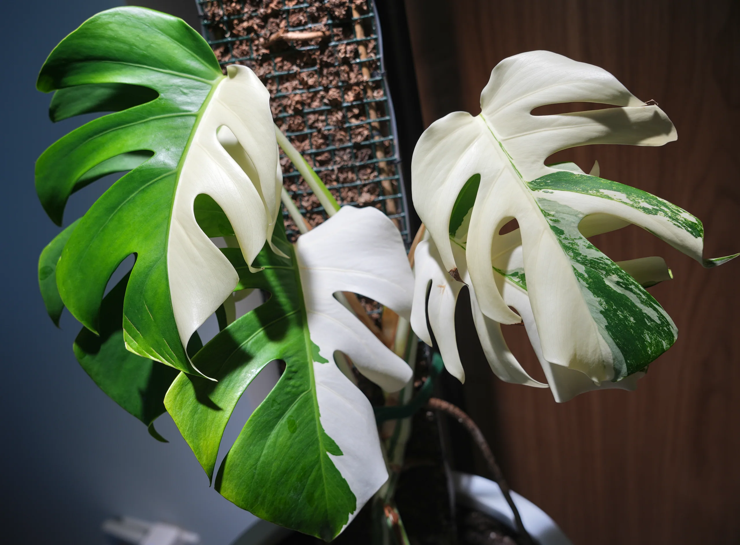 Two Monstera albo leaves, one half green and half pure white, the other largely white with green flecks, against a dark wall.
