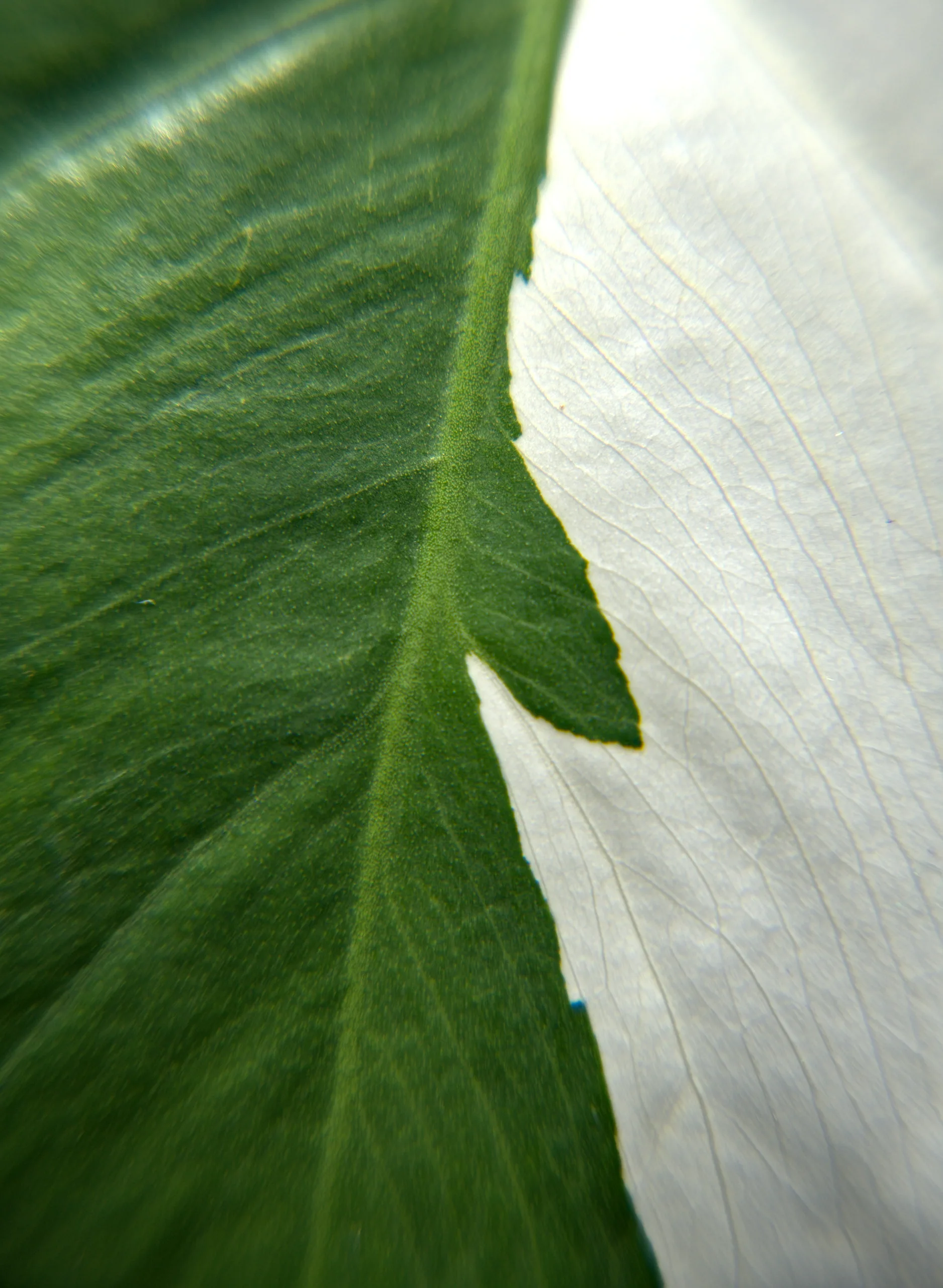 A focus-stacked crop of a Monstera albo leaf, a hard line dividing solid green from solid white along the veins.