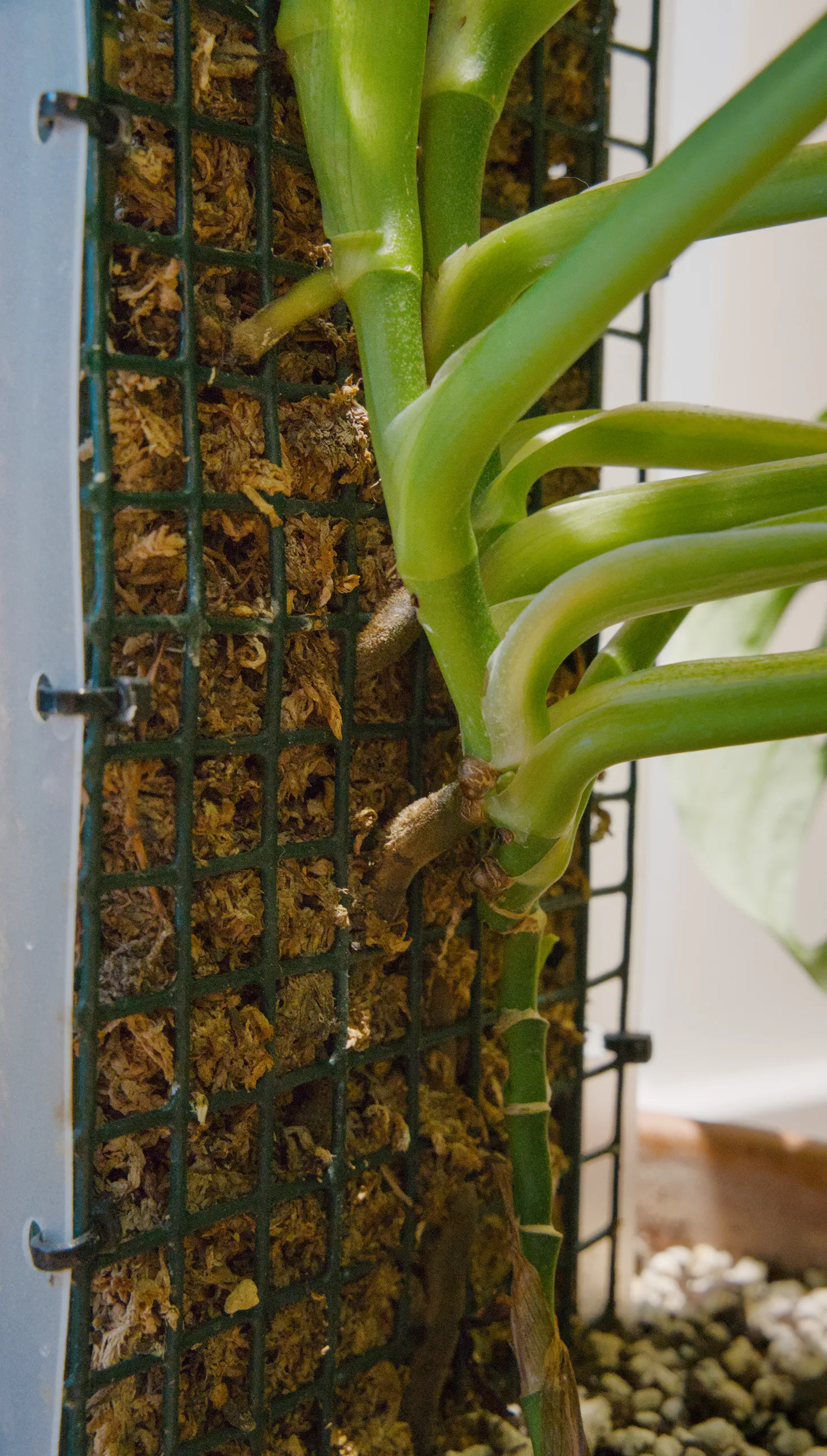 The climbing stem of a Monstera adansonii pressed against a sphagnum-filled mesh pole, petioles branching off it and a brown aerial root pushing into the moss.