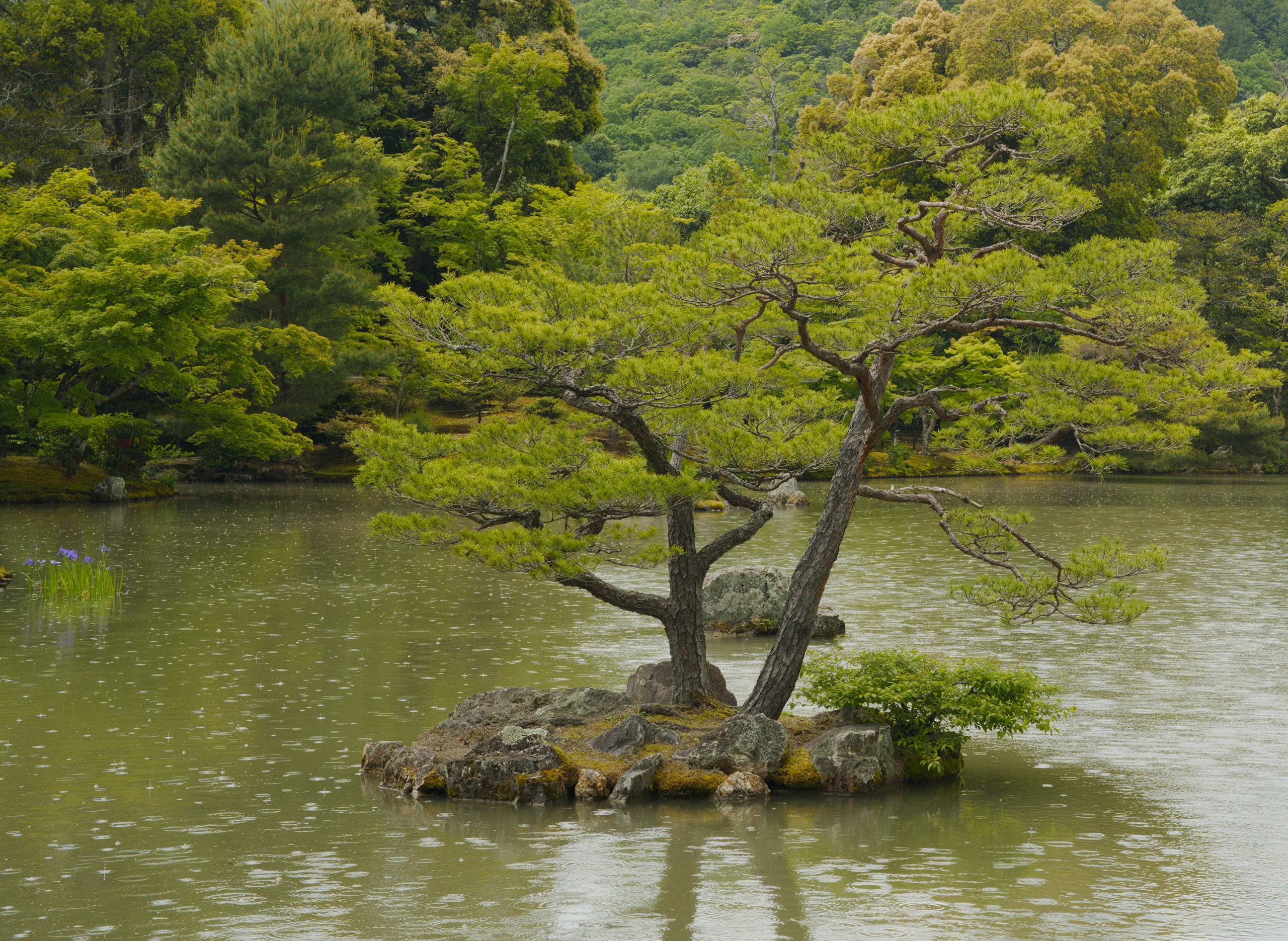 An old tree with a dramatically arched trunk leans over still water in a garden.