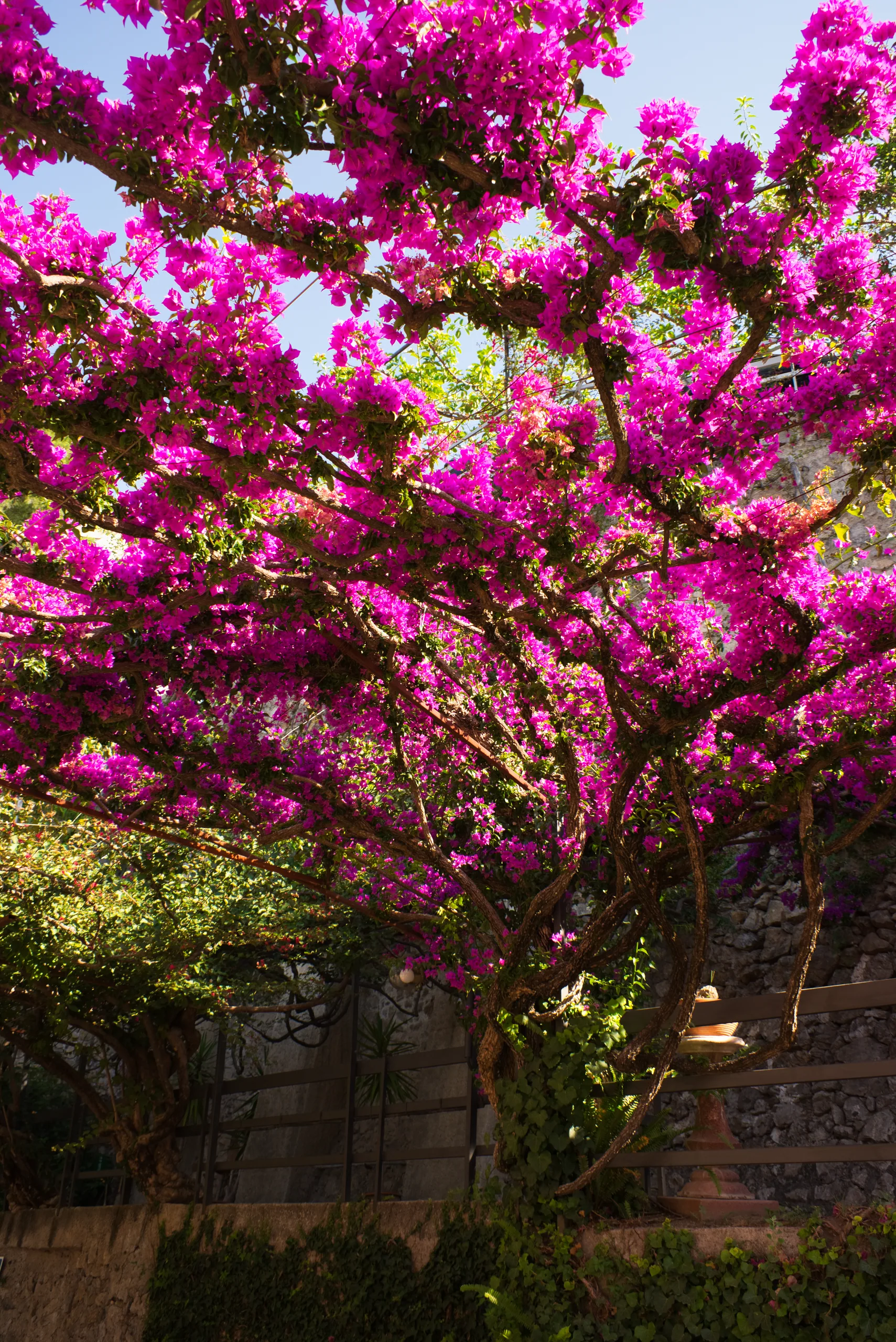 A bougainvillea in full magenta flower spilling over a stone garden wall, lit from behind.