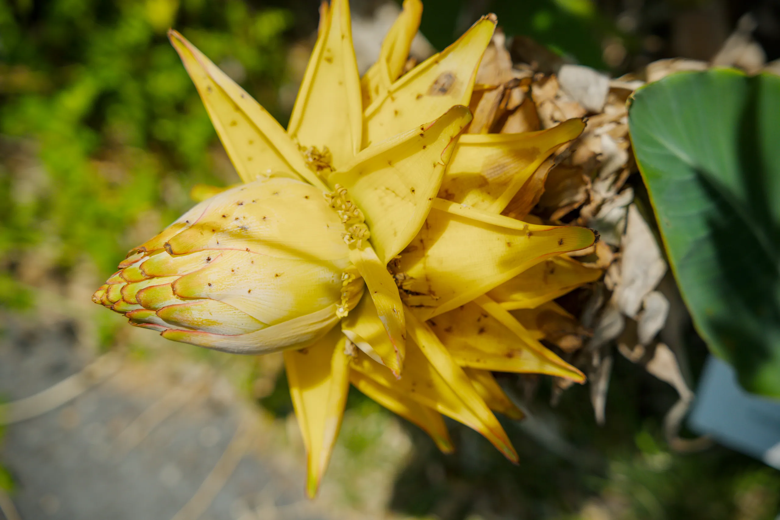Yellow flower with pointed, angular petals.