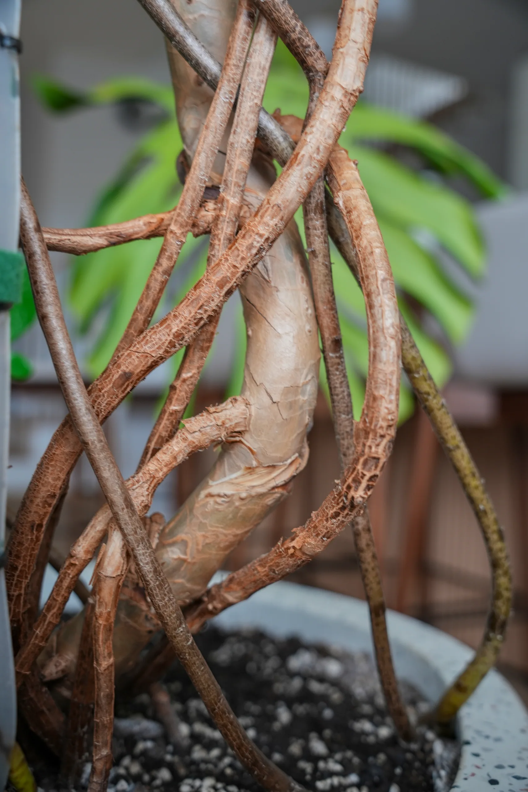 The woody tangled stems and aerial roots of a Monstera deliciosa rising from a pot of gritty mix.