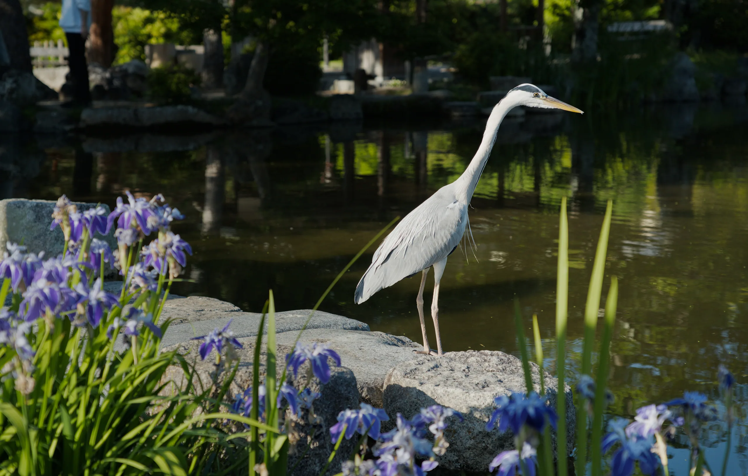 White egret standing on rocks beside blue flowers with water and a bridge in the background.