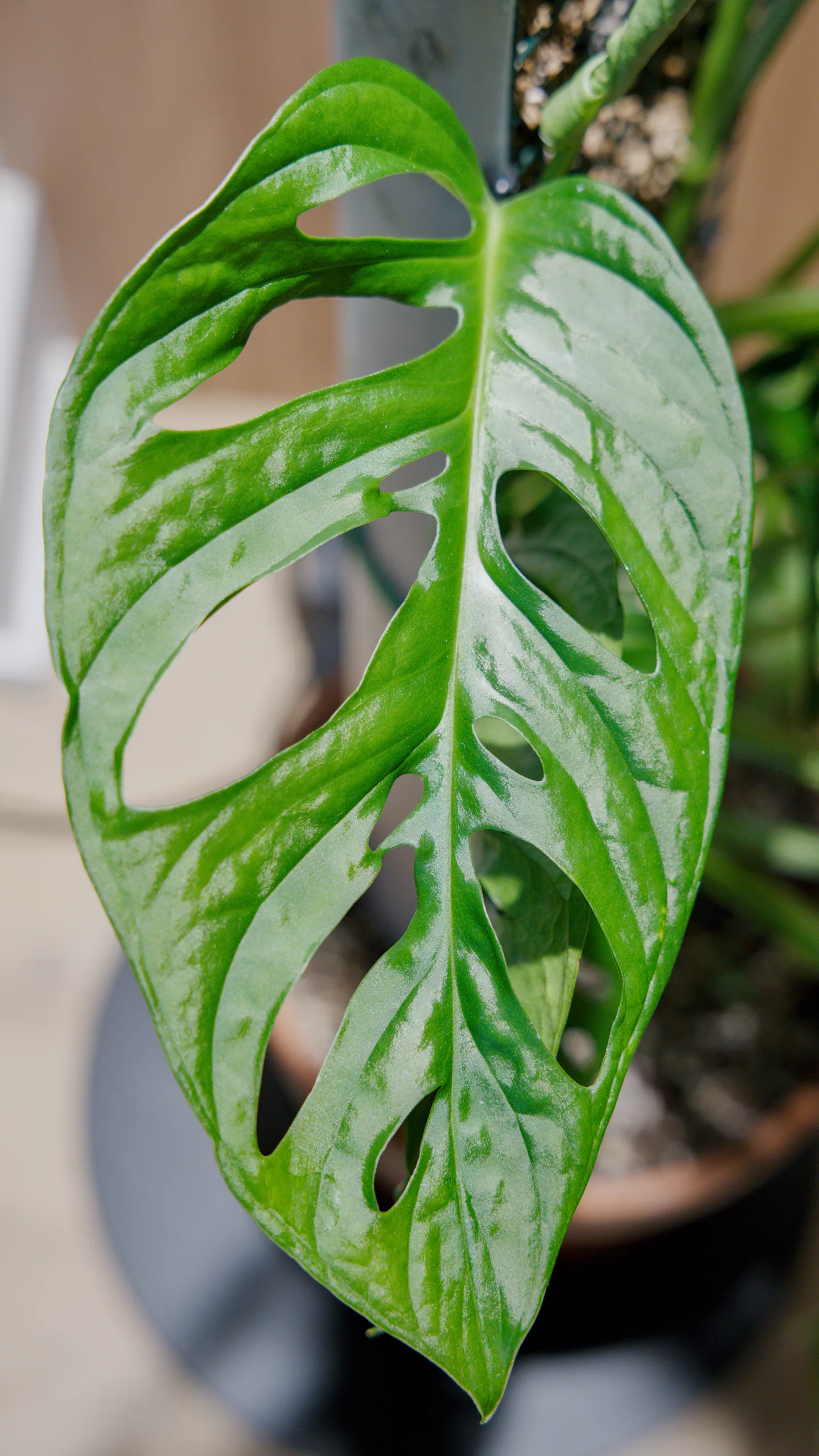 A Monstera adansonii leaf photographed straight on, the pale midrib dividing two ranks of elongated perforations of very unequal size.