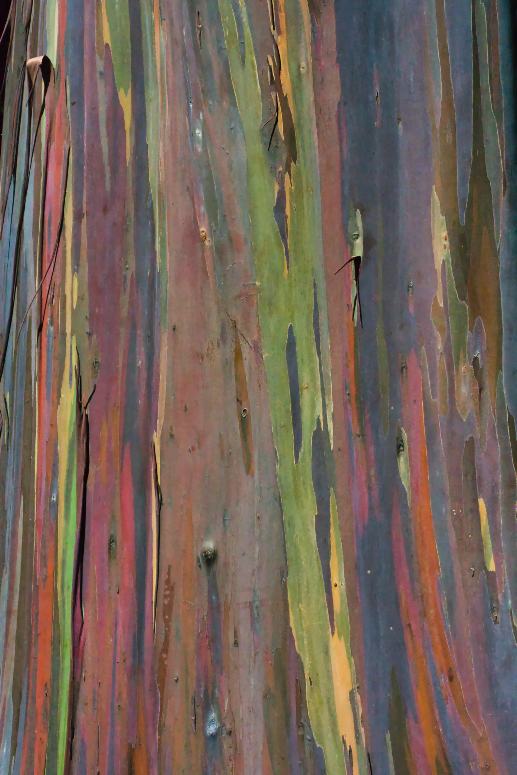The trunk of a rainbow eucalyptus filling the frame, its bark peeling in vertical stripes of green, rust, purple and grey.