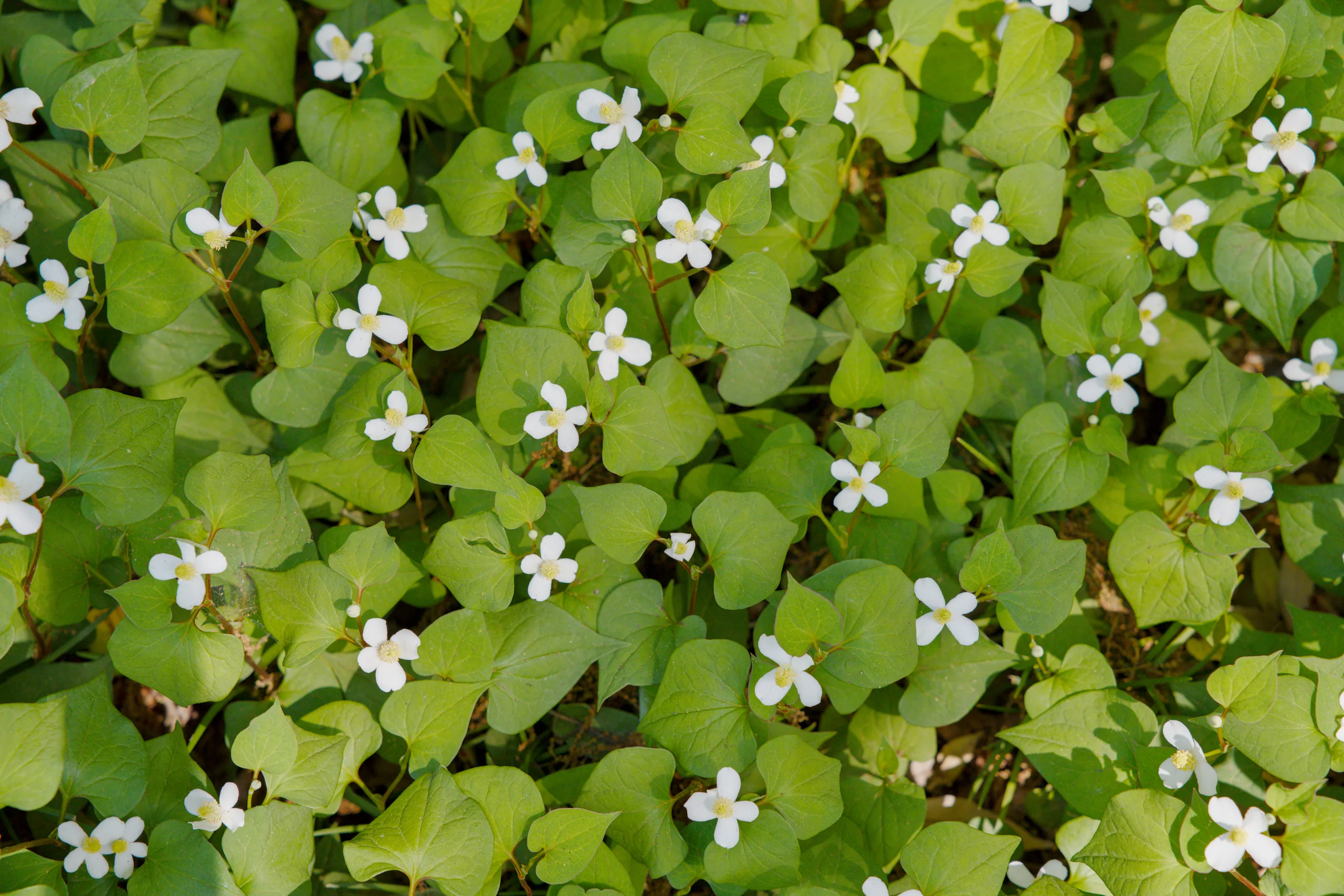 Round, bright-green leaves densely dotted with small white flowers.