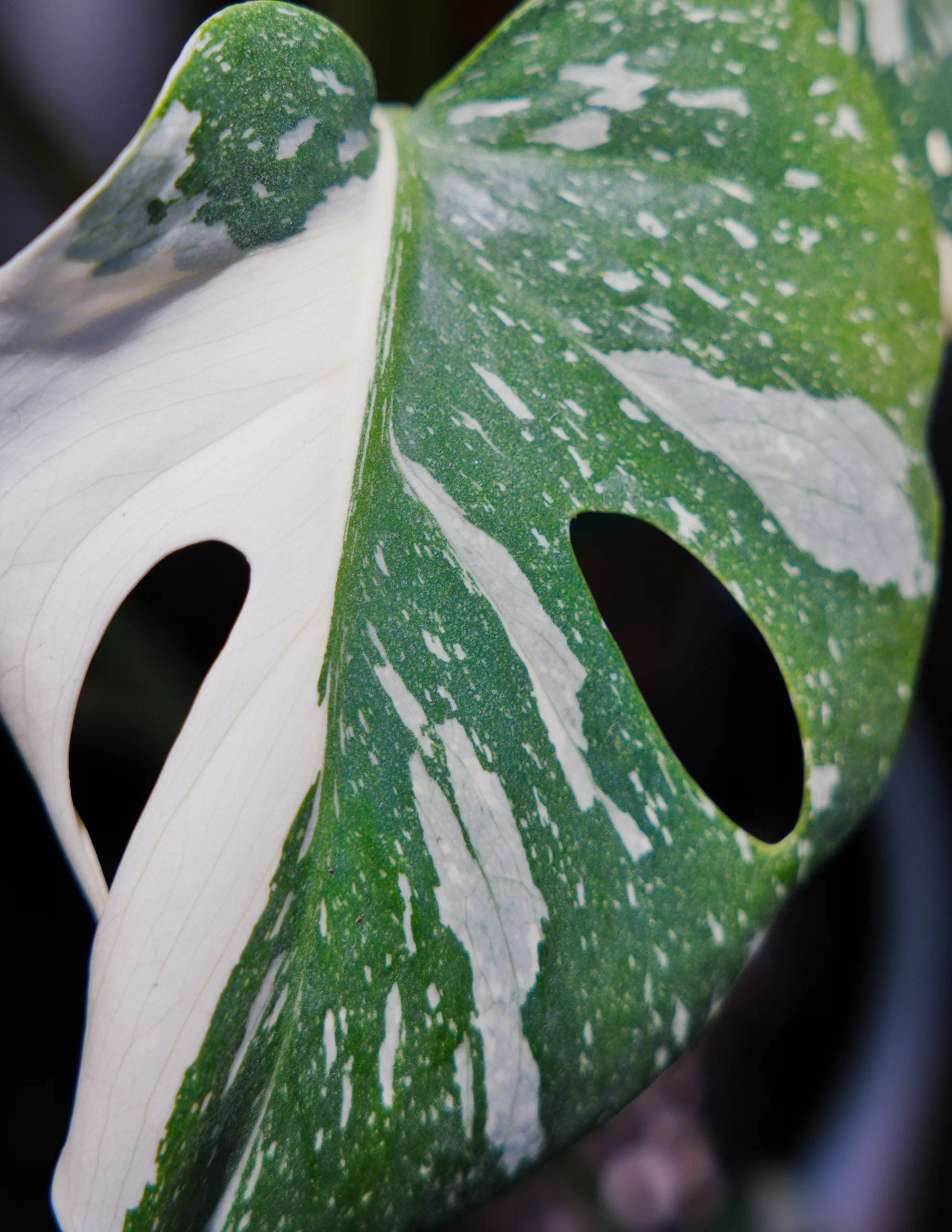 A Thai Constellation leaf hanging with one broad cream sector along its edge, oval holes cut through the green.