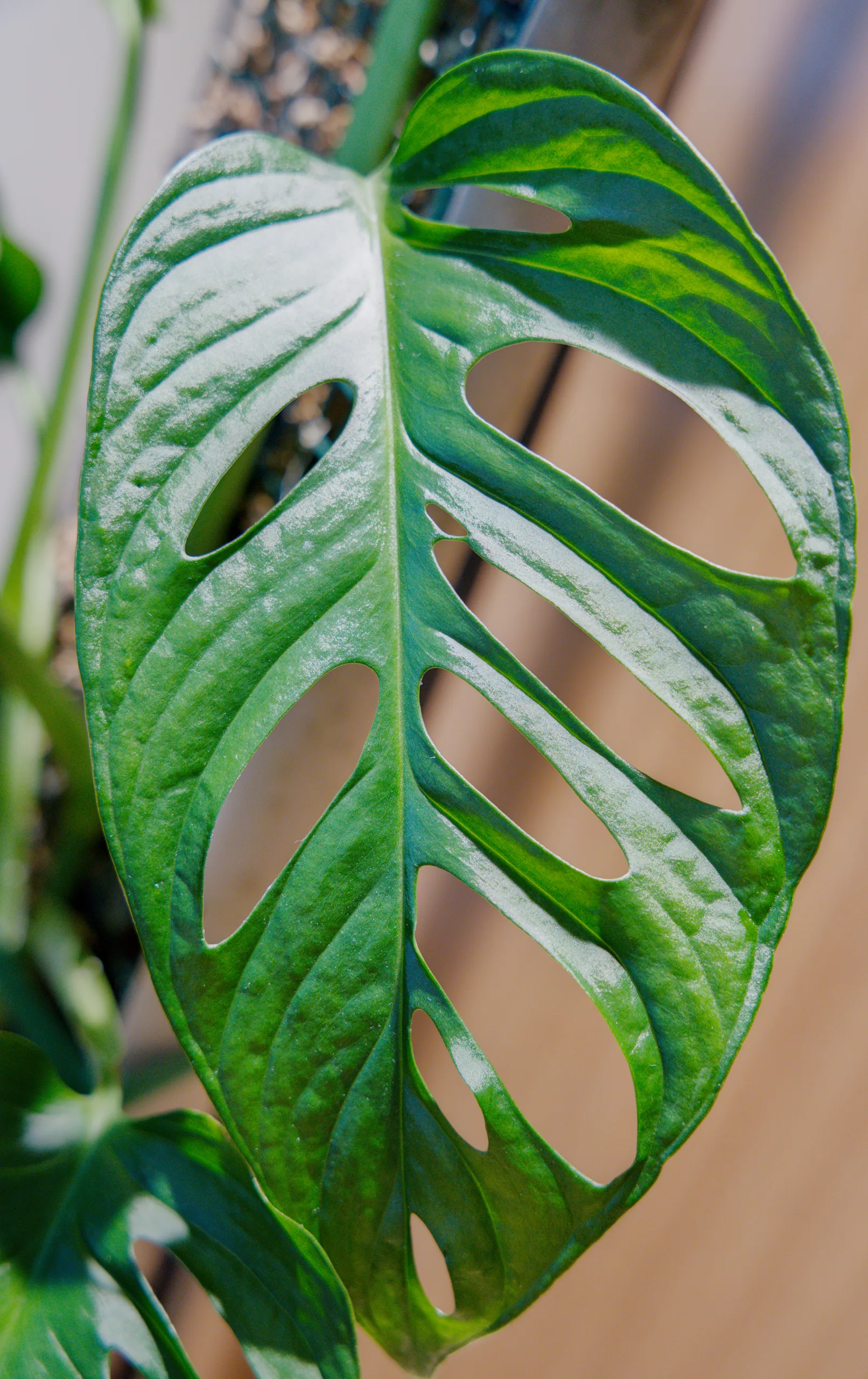 A single Monstera adansonii leaf filling the frame, its long holes running out from the midrib toward the margin but stopping short of it, edges catching the light.