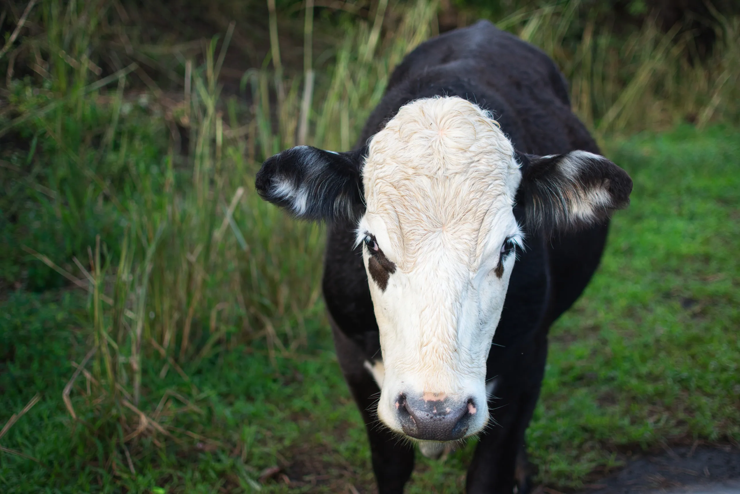 A black cow with a white face standing in long grass, looking directly at the camera.