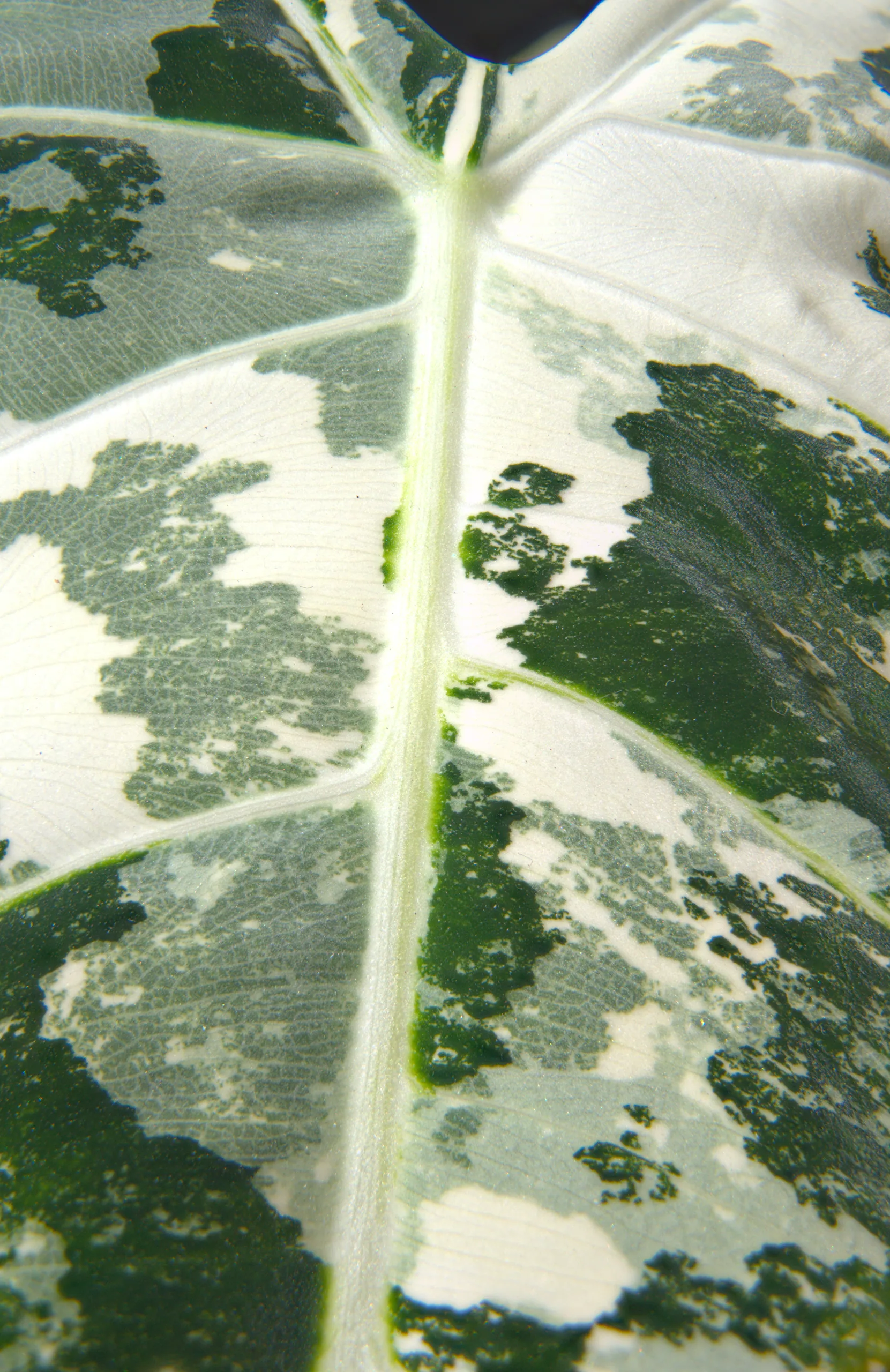 A focus-stacked close-up of a Alocasia micholitziana 'Frydek' Variegata leaf filling the frame, sharp across its whole surface, dark green islands scattered over cream and pale grey-green between the veins.