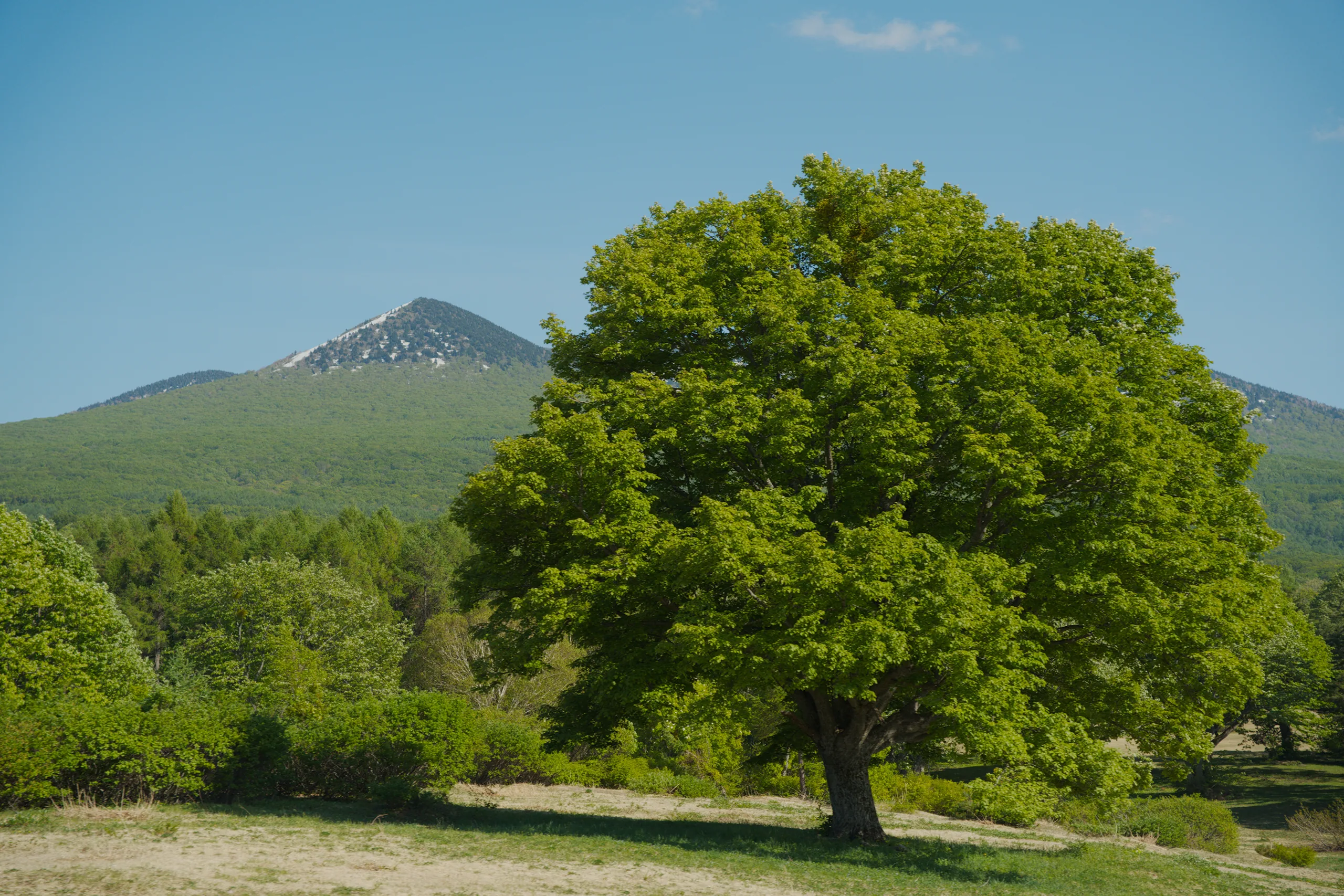 Snow-capped mountains with coniferous forest in the foreground under clear blue sky.