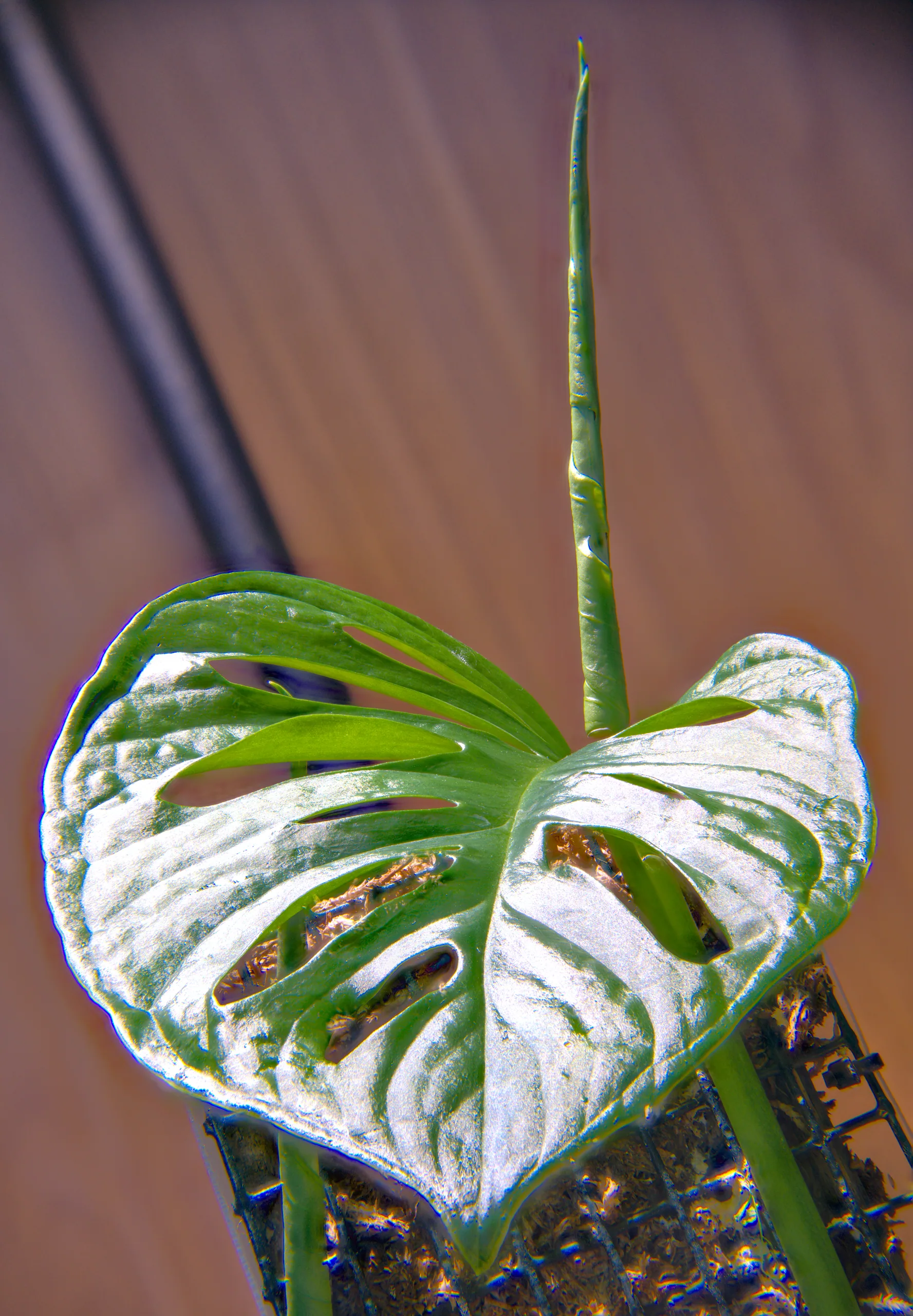 A focus-stacked Monstera adansonii leaf photographed from below with a furled new leaf rising behind it, sharp from the leaf base to the tip of the spear.
