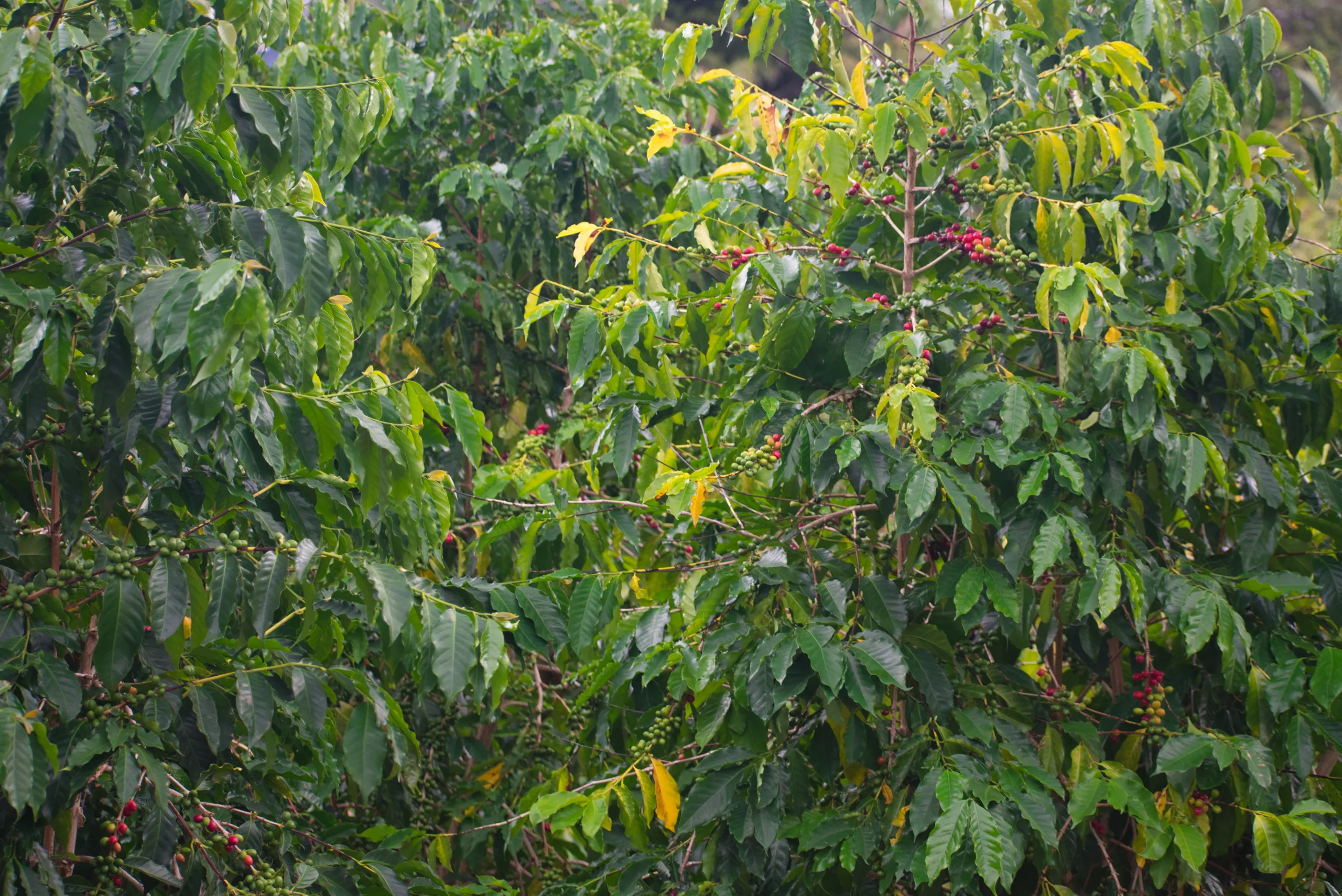 A dense thicket of glossy tropical foliage with small red berries and a few yellowing leaves.
