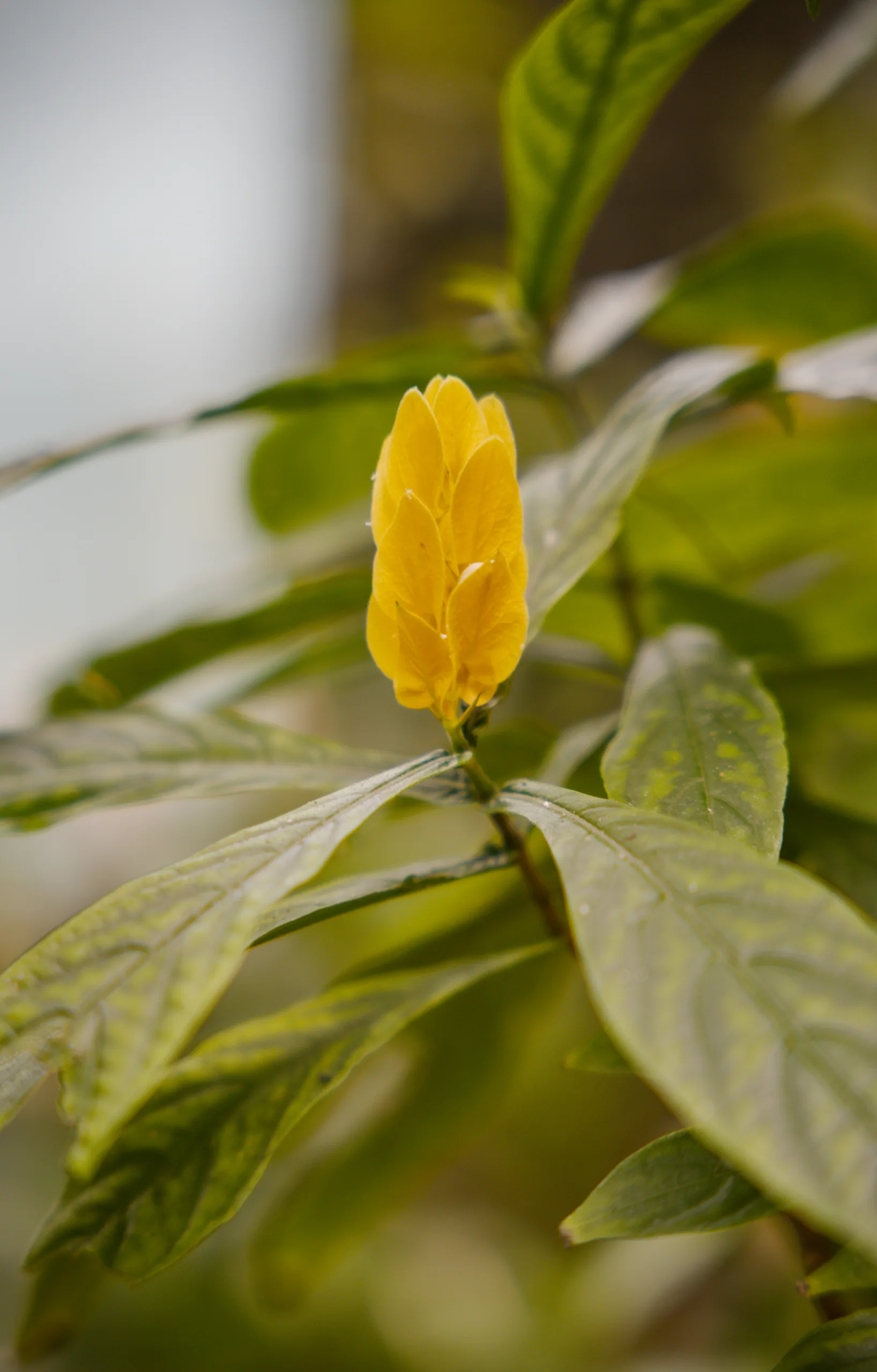 A yellow flower surrounded by green leaves in a botanical collection.