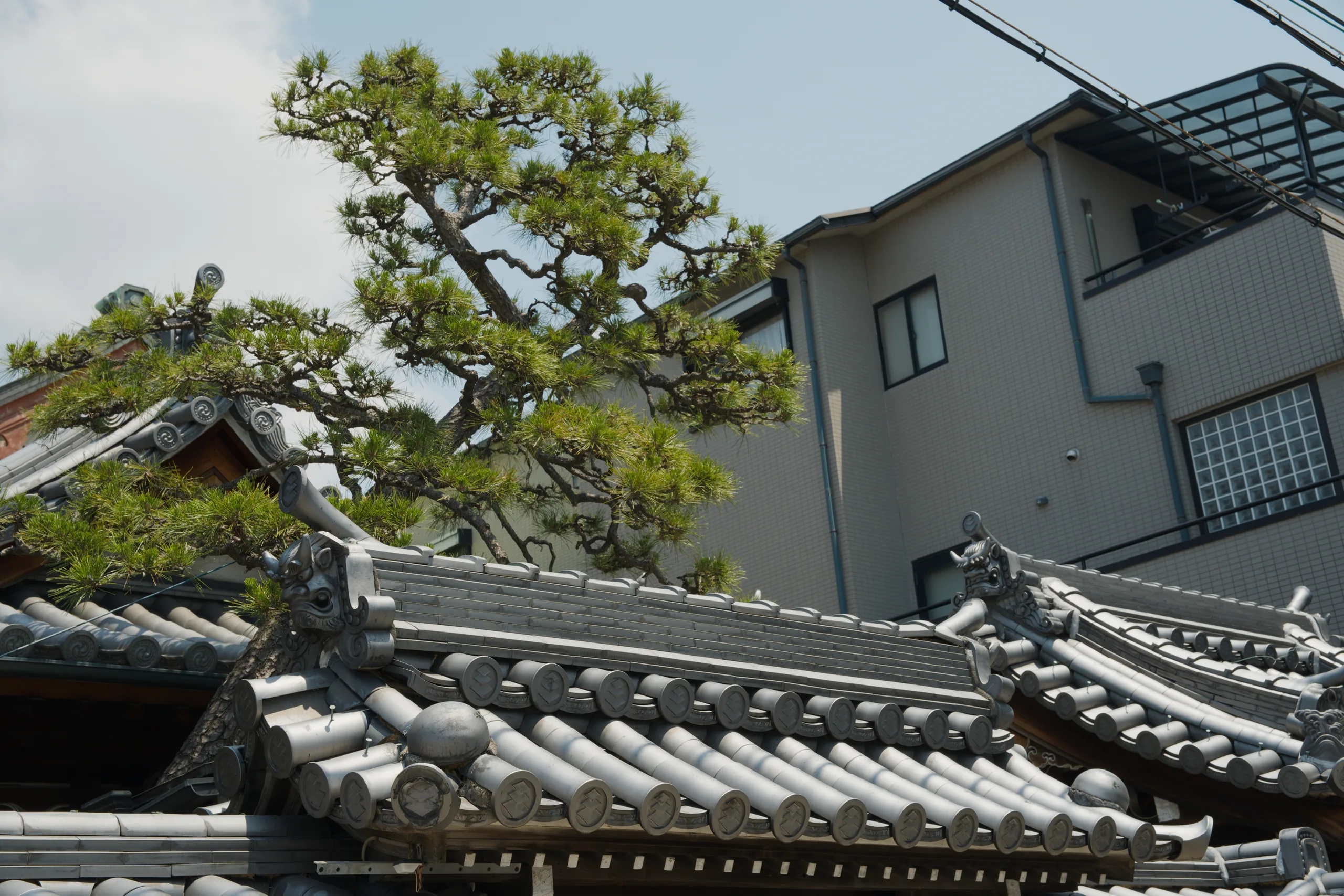 A gnarled tree with fresh green foliage curves above a traditional Japanese roof with ornamental ceramic tiles.