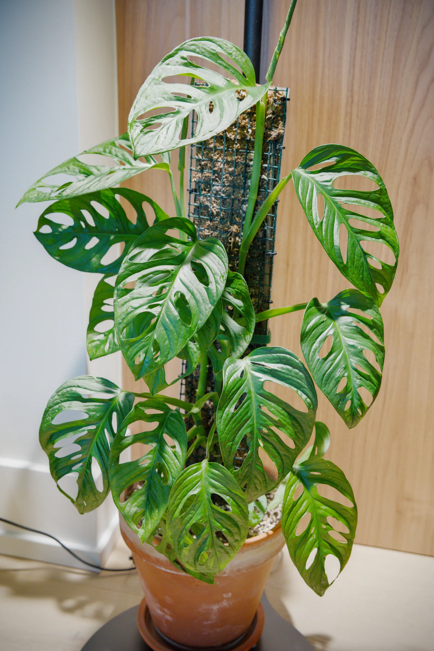 A Monstera adansonii in a terracotta pot on a stand, its perforated leaves spreading either side of a sphagnum pole, the whole plant roughly twice the height of the pot.