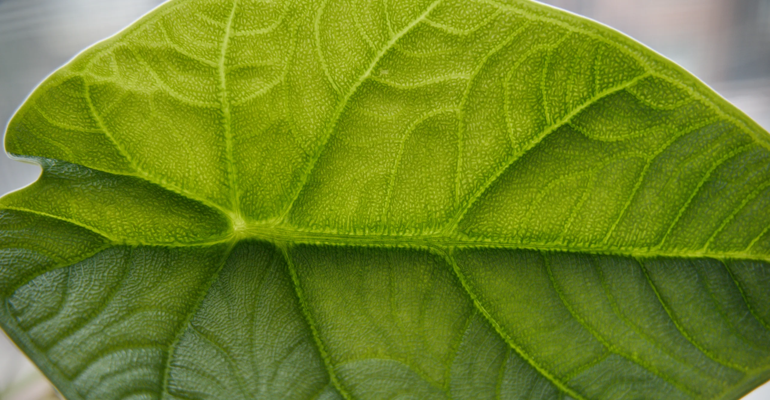 A close crop of a 'Dragon Scale' leaf at the midrib, pale veins branching away on either side between panels of puckered green tissue, the whole surface finely pebbled.