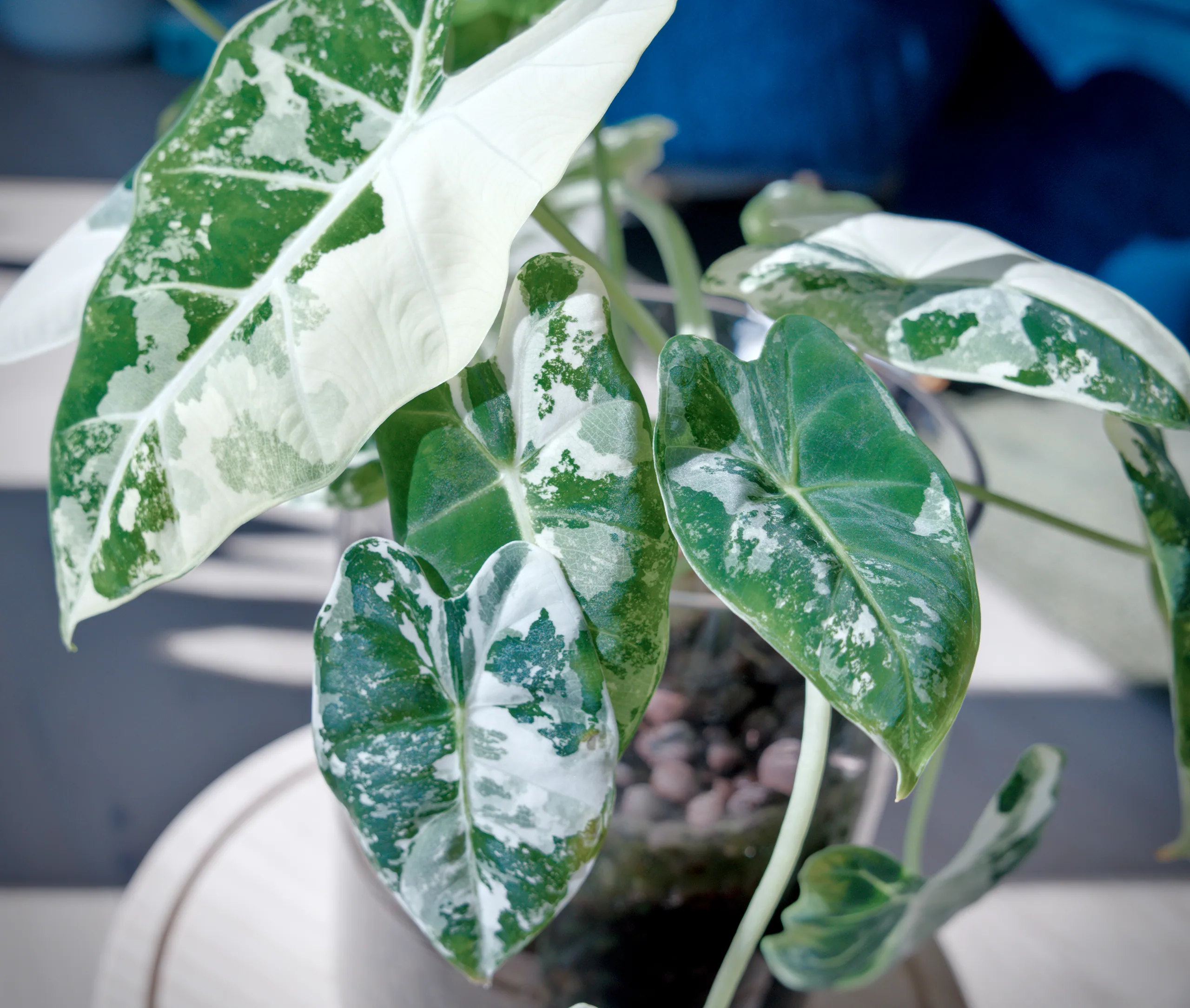 A variegated Alocasia micholitziana 'Frydek' Variegata in a glass vessel of clay pebbles, its arrow-shaped leaves each marbled differently — one almost entirely white, the others patched dark green and cream.