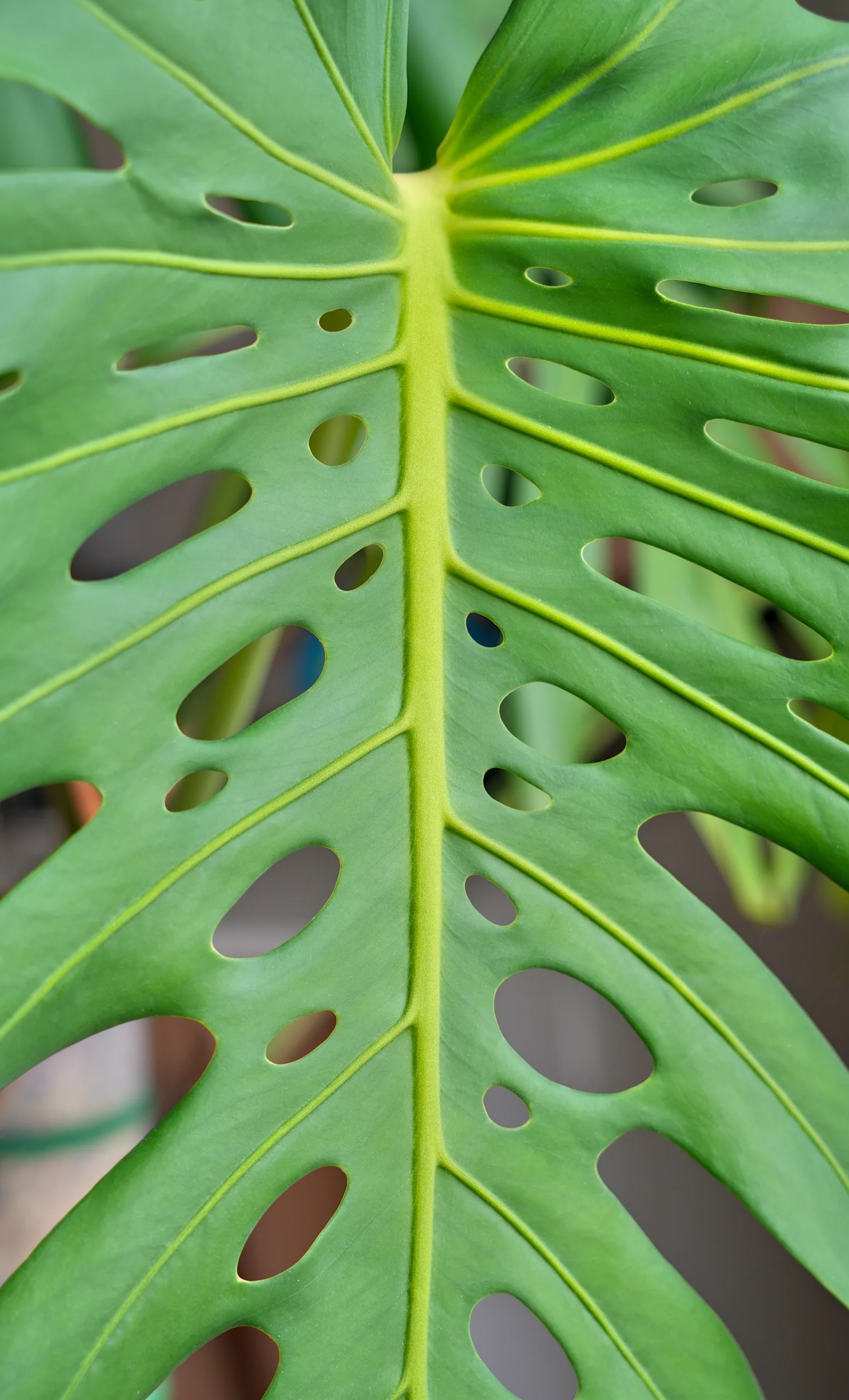 A Monstera deliciosa leaf photographed from below, its yellow-green midrib and lateral veins lit through the blade, holes scattered either side.