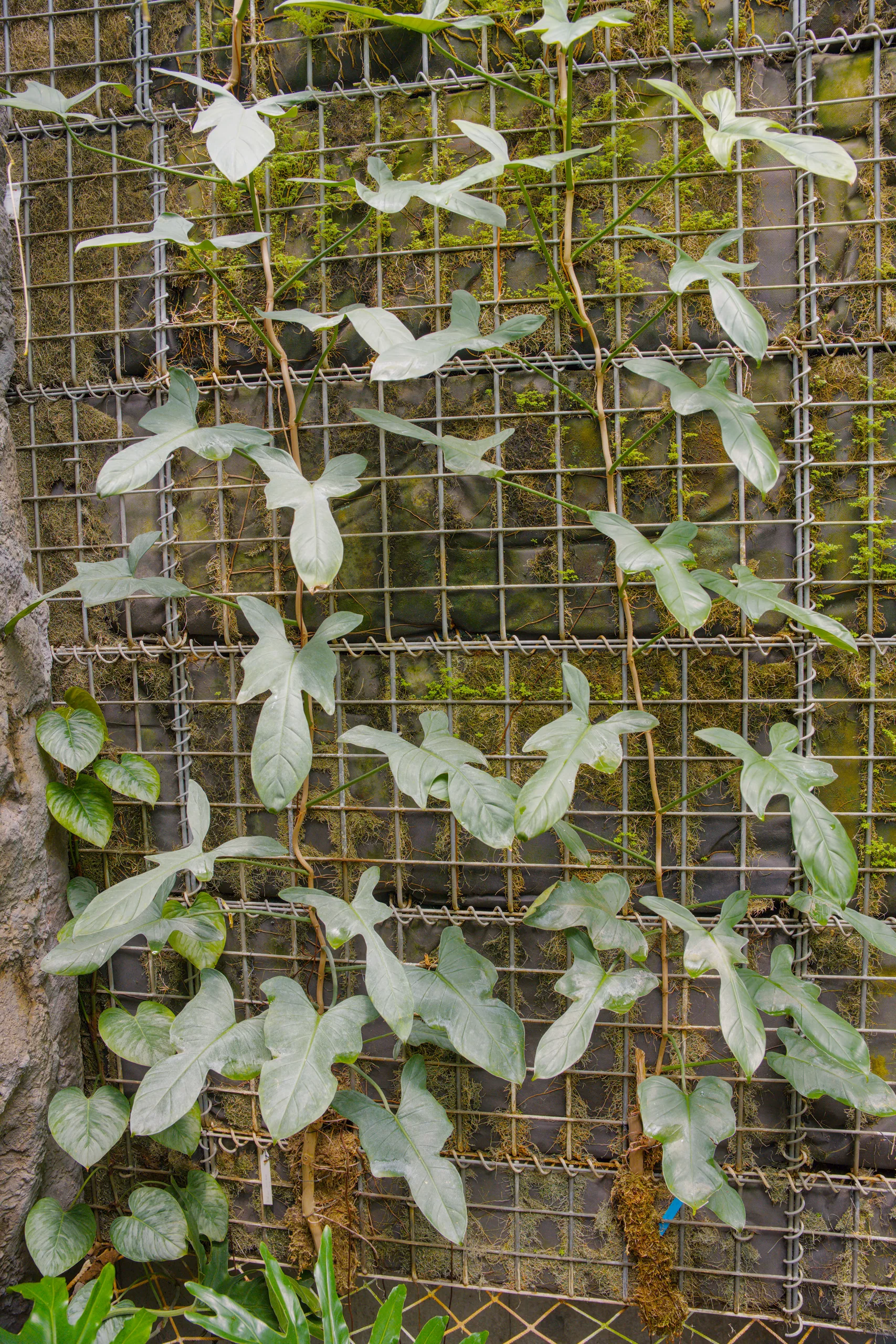 Variegated climbing plant with heart-shaped white and green leaves on a wire support.