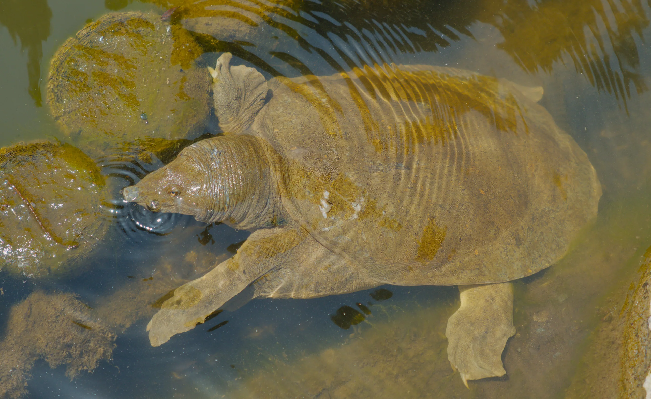Large fish with ribbed carapace and visible fins in shallow water viewed from above.