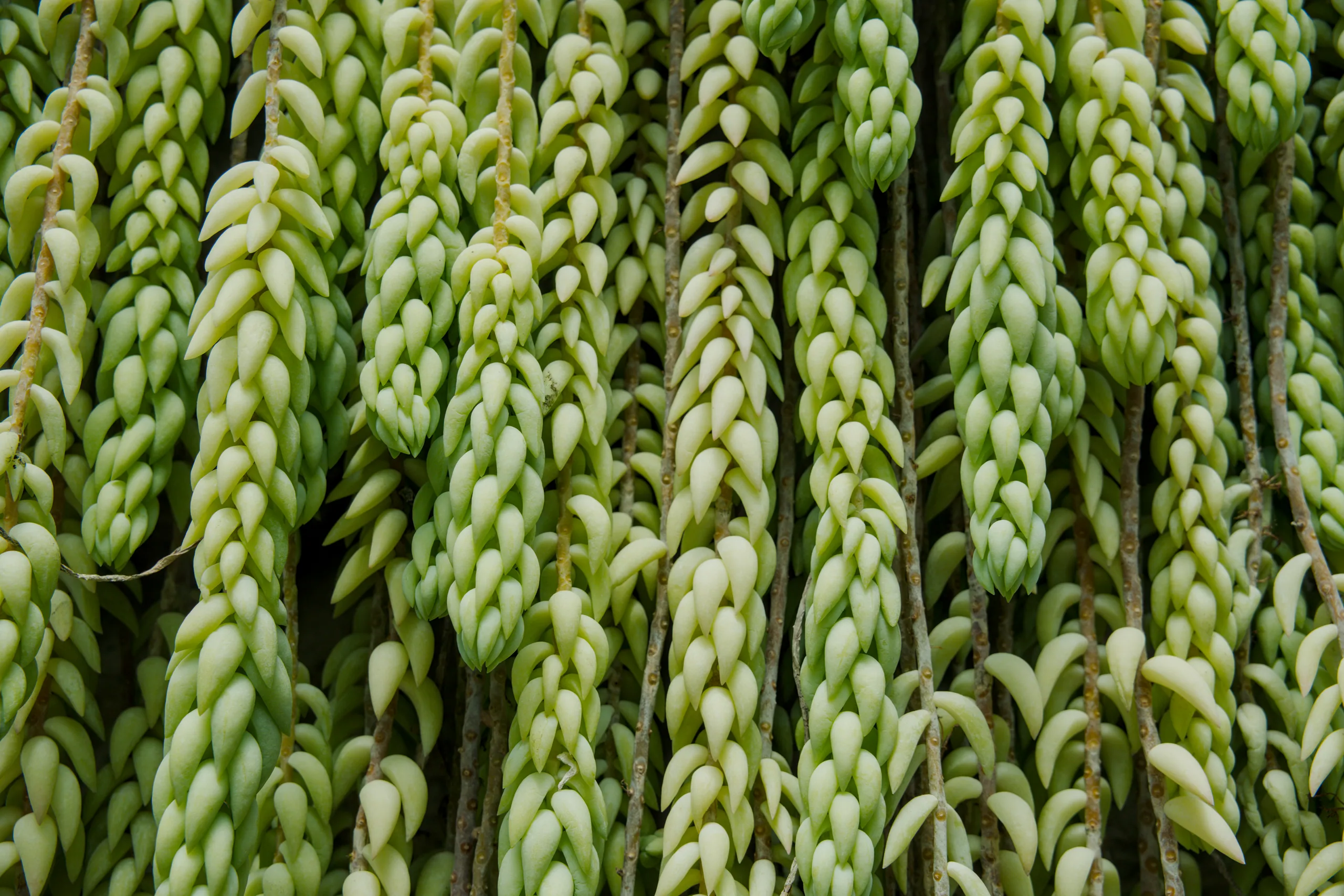 Dense parallel rows of succulent rosettes create a geometric composition.