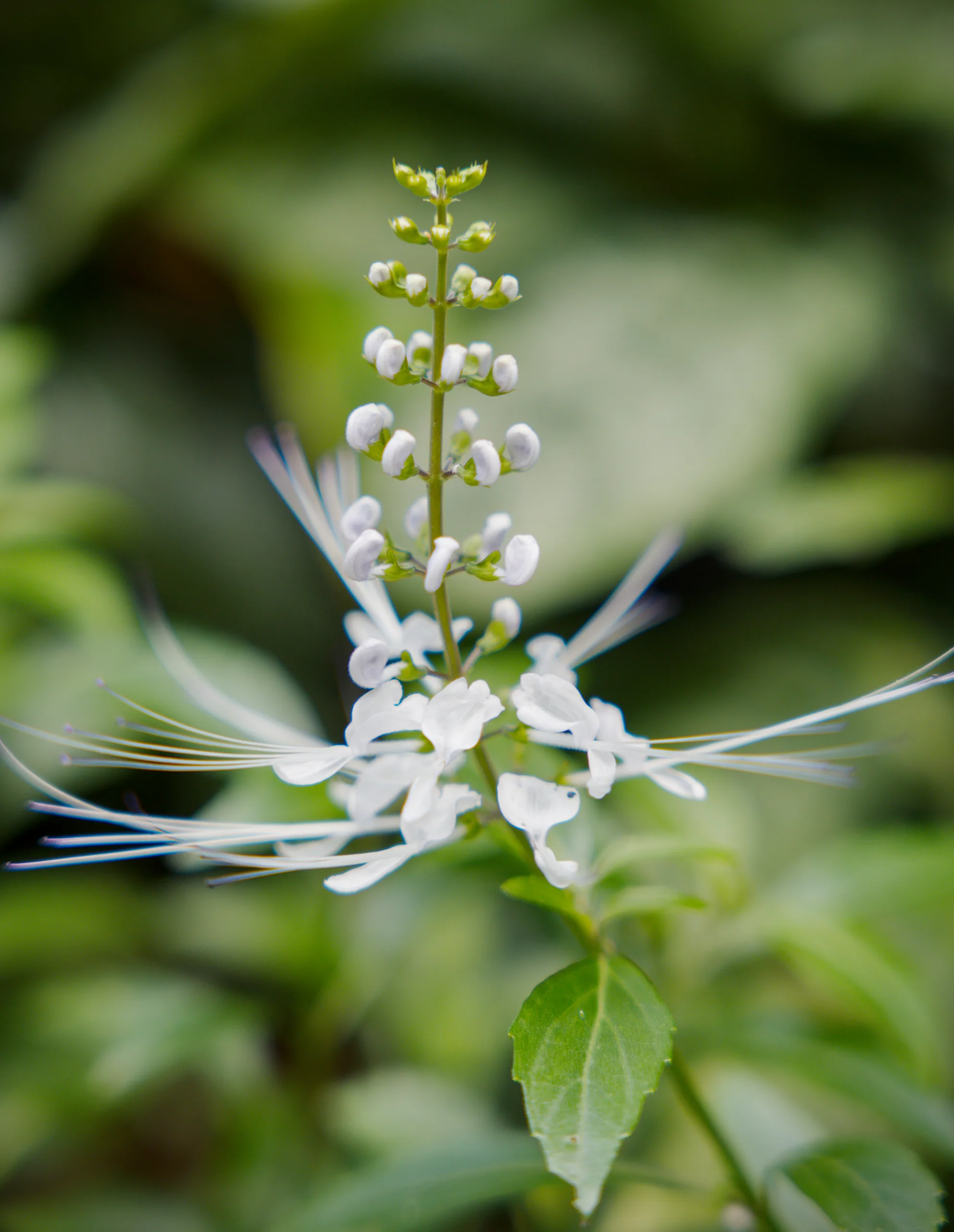 Small white flowers arranged in an upright spike with thin thread-like sepals radiating outward.