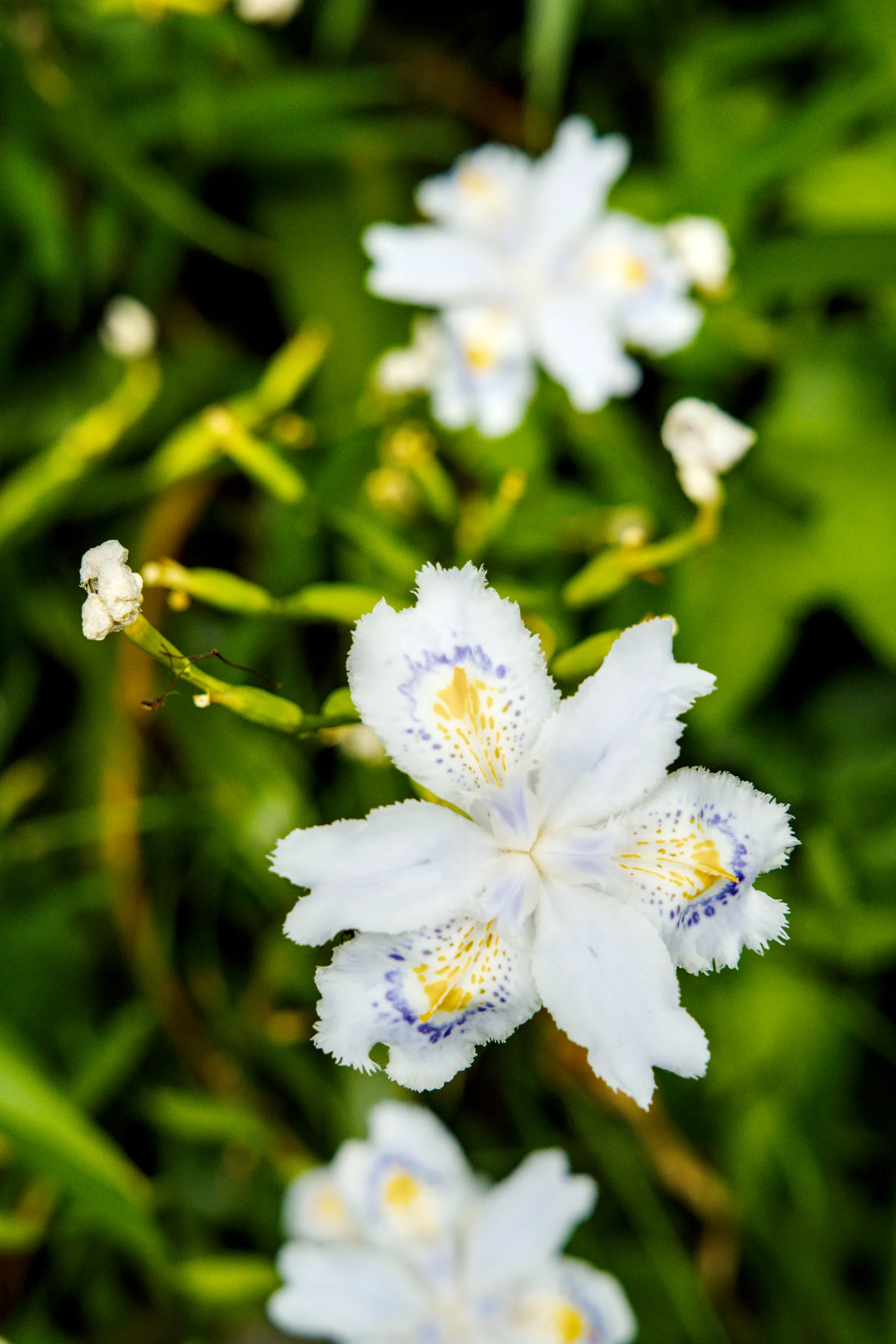 White flowers with yellow centers clustered among green stems.