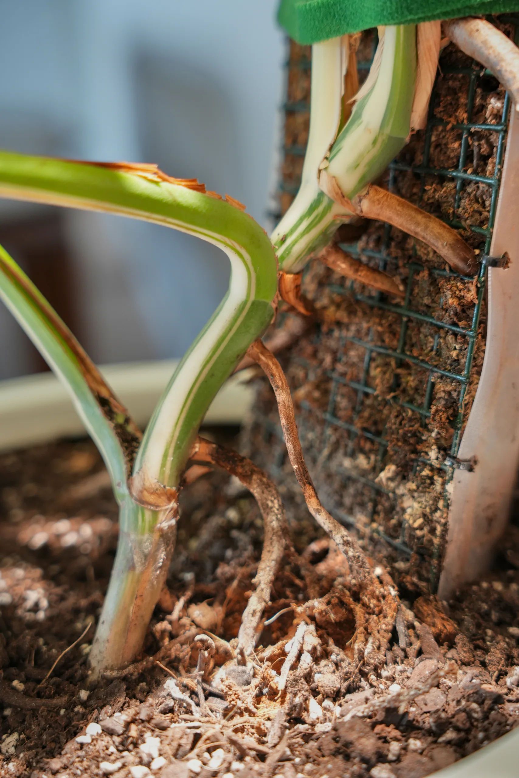 The base of a Monstera albo, pale variegated petioles rising from bark mix with a thick aerial root running down into it.