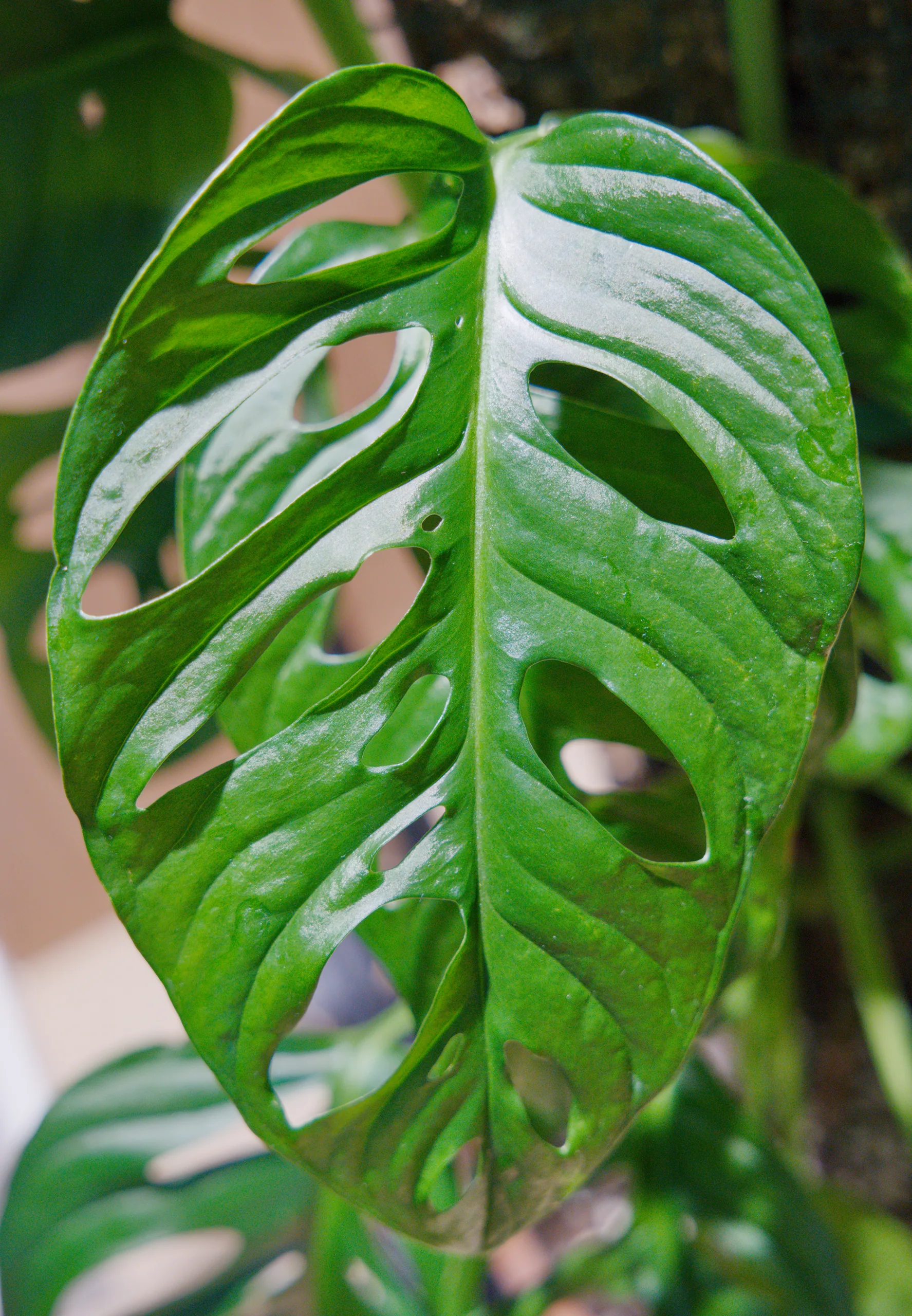 A fully grown Monstera adansonii leaf photographed close, glossy and deep green, its perforations arranged in two neat ranks that narrow toward the tip.
