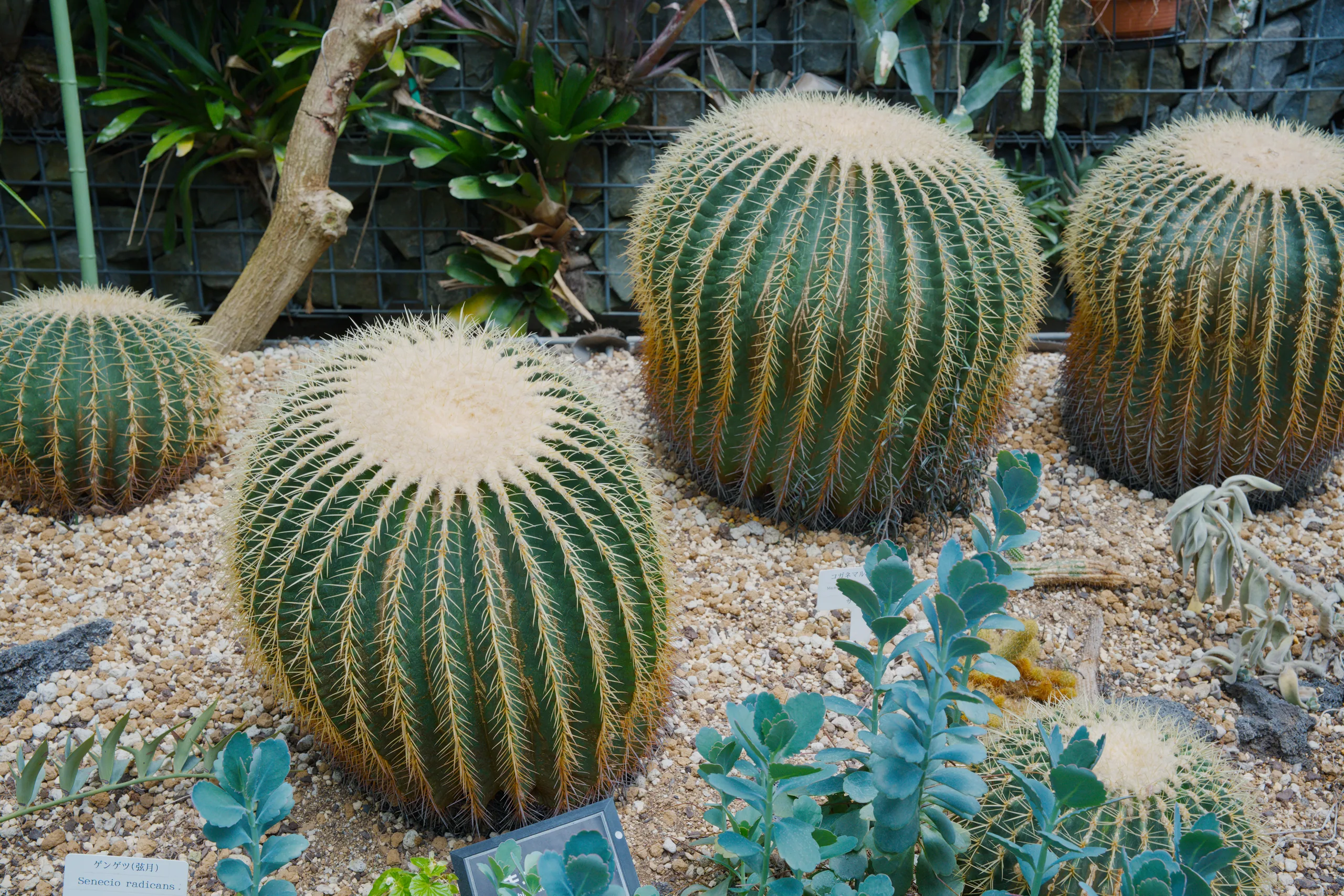 Golden barrel cacti clustered on sandy ground with small blue-flowering succulents in the foreground.
