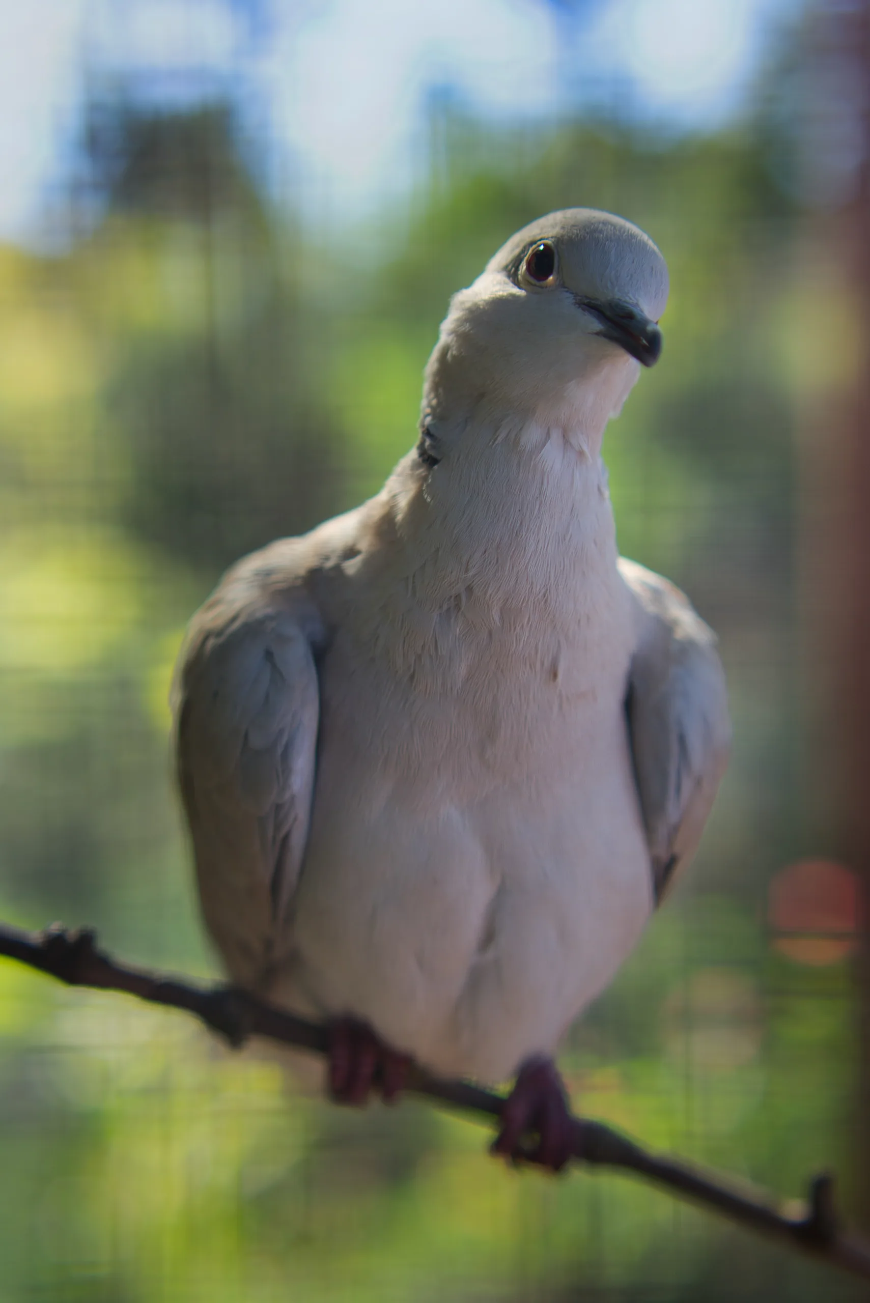 A pale collared dove perched on a thin branch, looking back over its shoulder against a blurred green background.