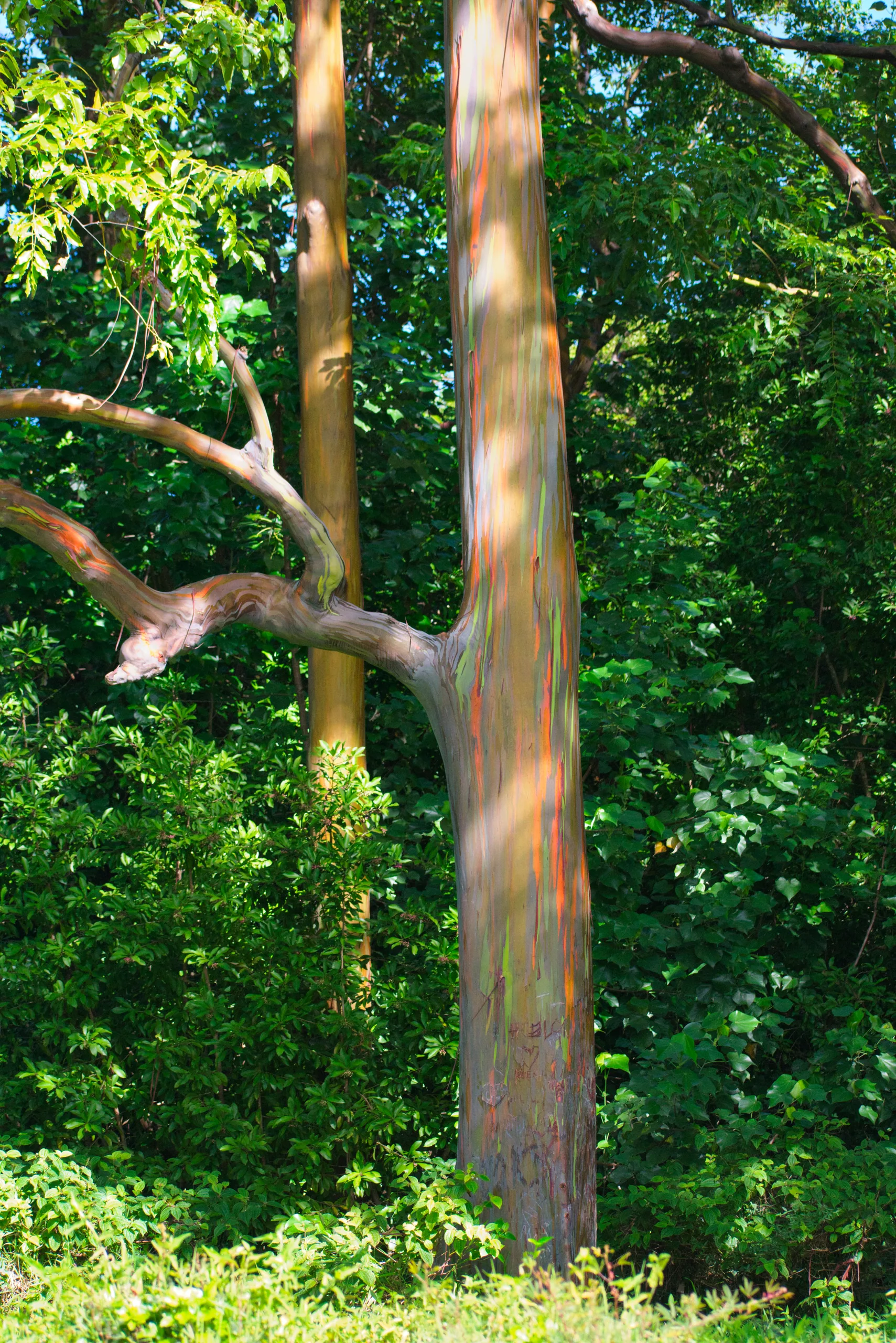 A rainbow eucalyptus trunk streaked green, orange and grey where the bark has peeled, standing in dense green forest.