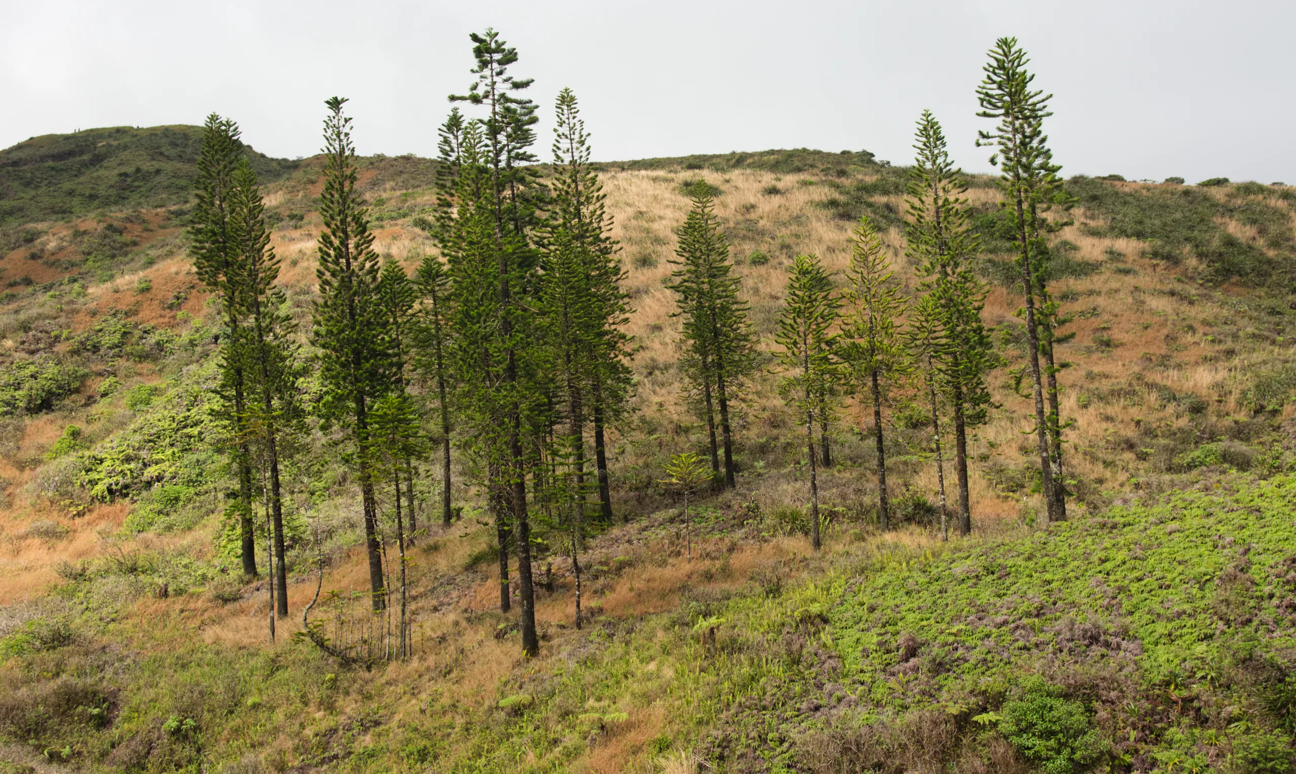 Tall narrow conifers standing in a loose line across a dry grassy hillside.