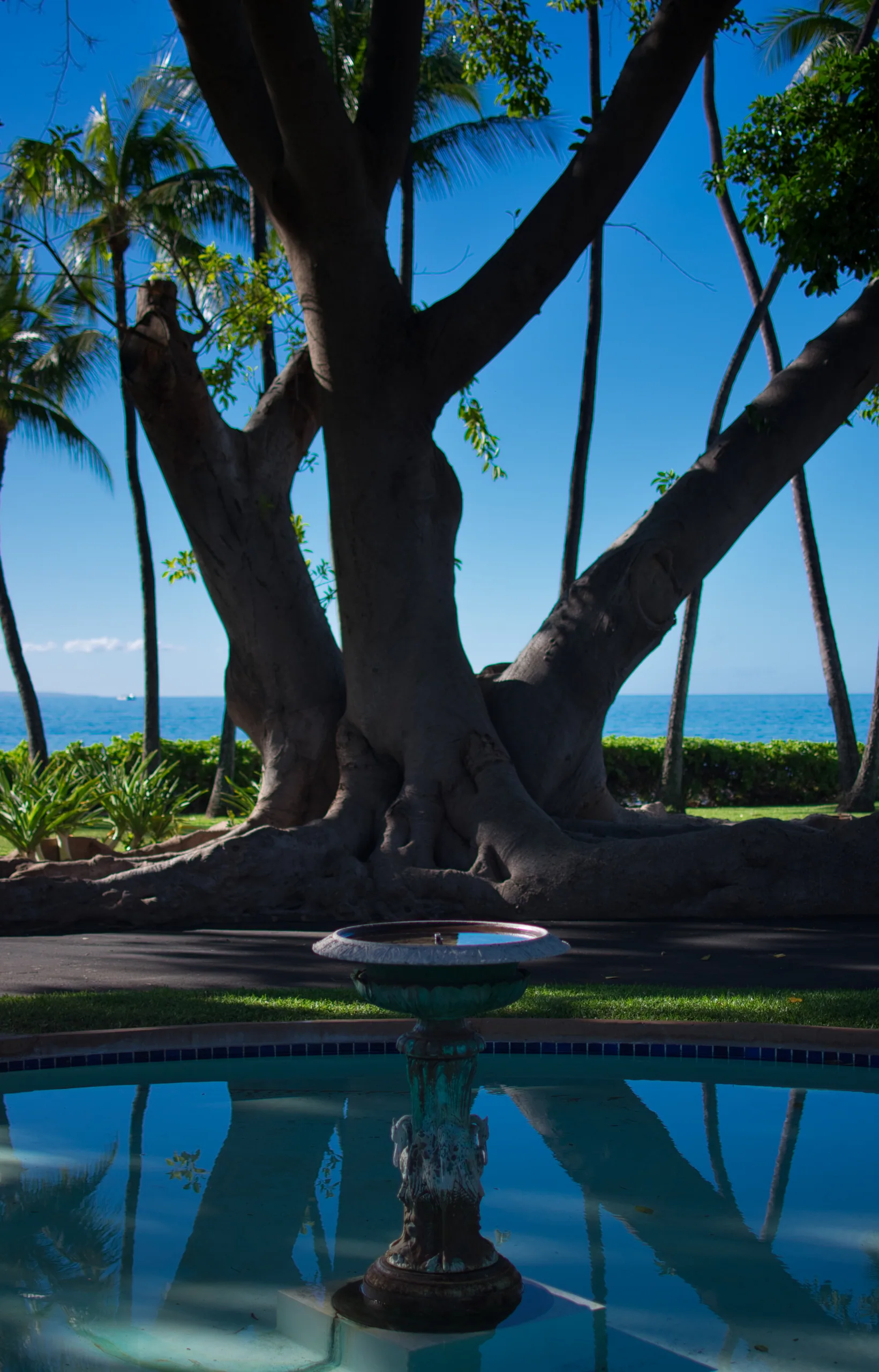 A large fig tree with multiple pale trunks beside a garden fountain, palms and the blue ocean behind.