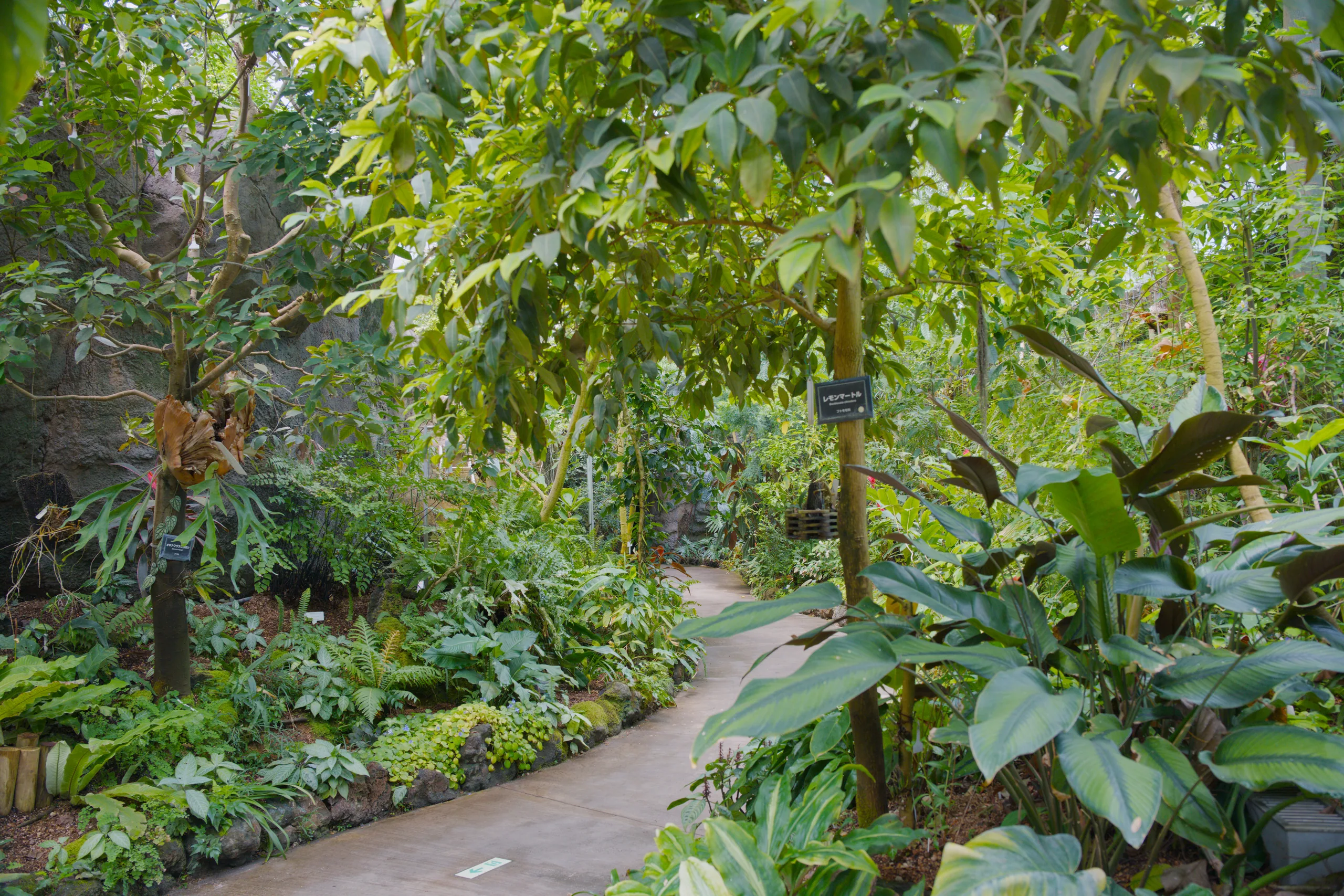 A paved path winds through lush tropical plants and ferns.