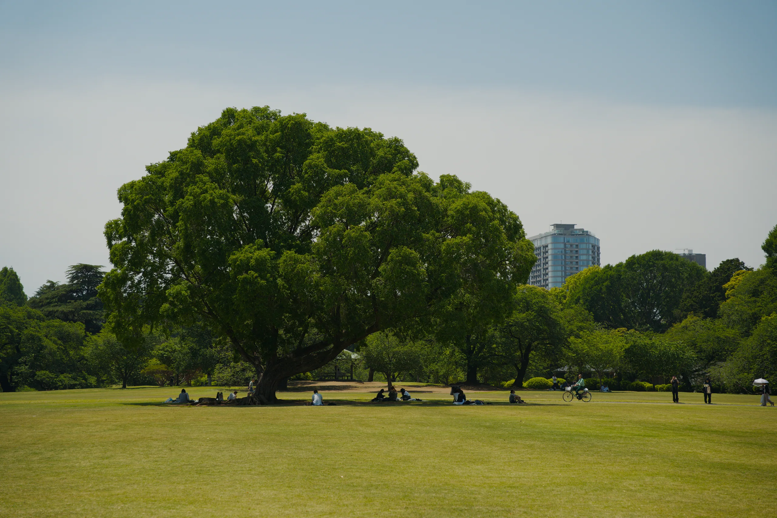 Mowed grass field stretches to a line of trees with buildings visible beyond.