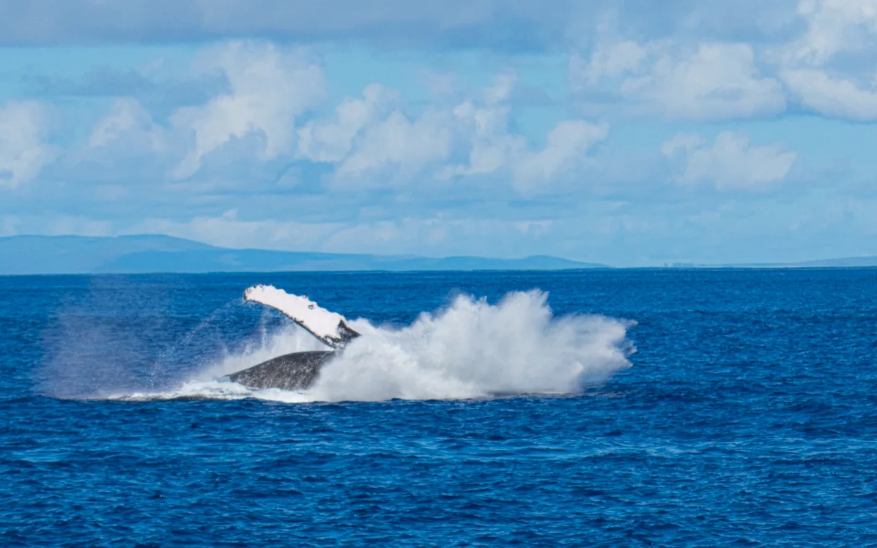 A humpback whale crashing back into the sea, throwing a broad sheet of white spray across the frame.