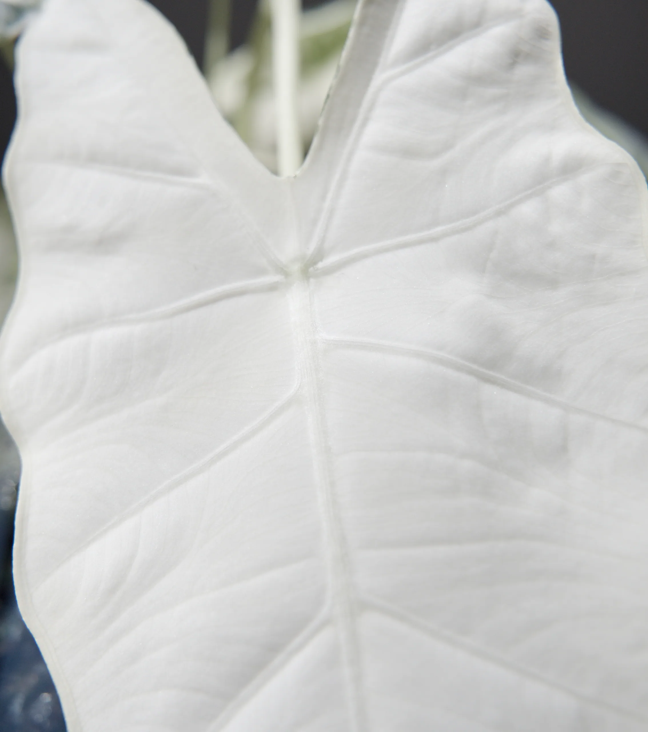 A tight crop of an all-white Alocasia micholitziana 'Frydek' Variegata leaf, filling the frame with its raised veins and the soft folds between them, with no green anywhere on the blade.