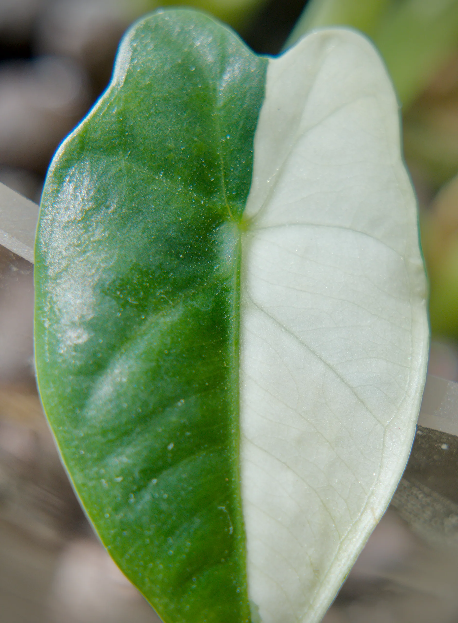 A Alocasia micholitziana 'Frydek' Variegata leaf divided almost exactly down its midrib — solid dark green on one side, solid white on the other, with the boundary running the length of the leaf.
