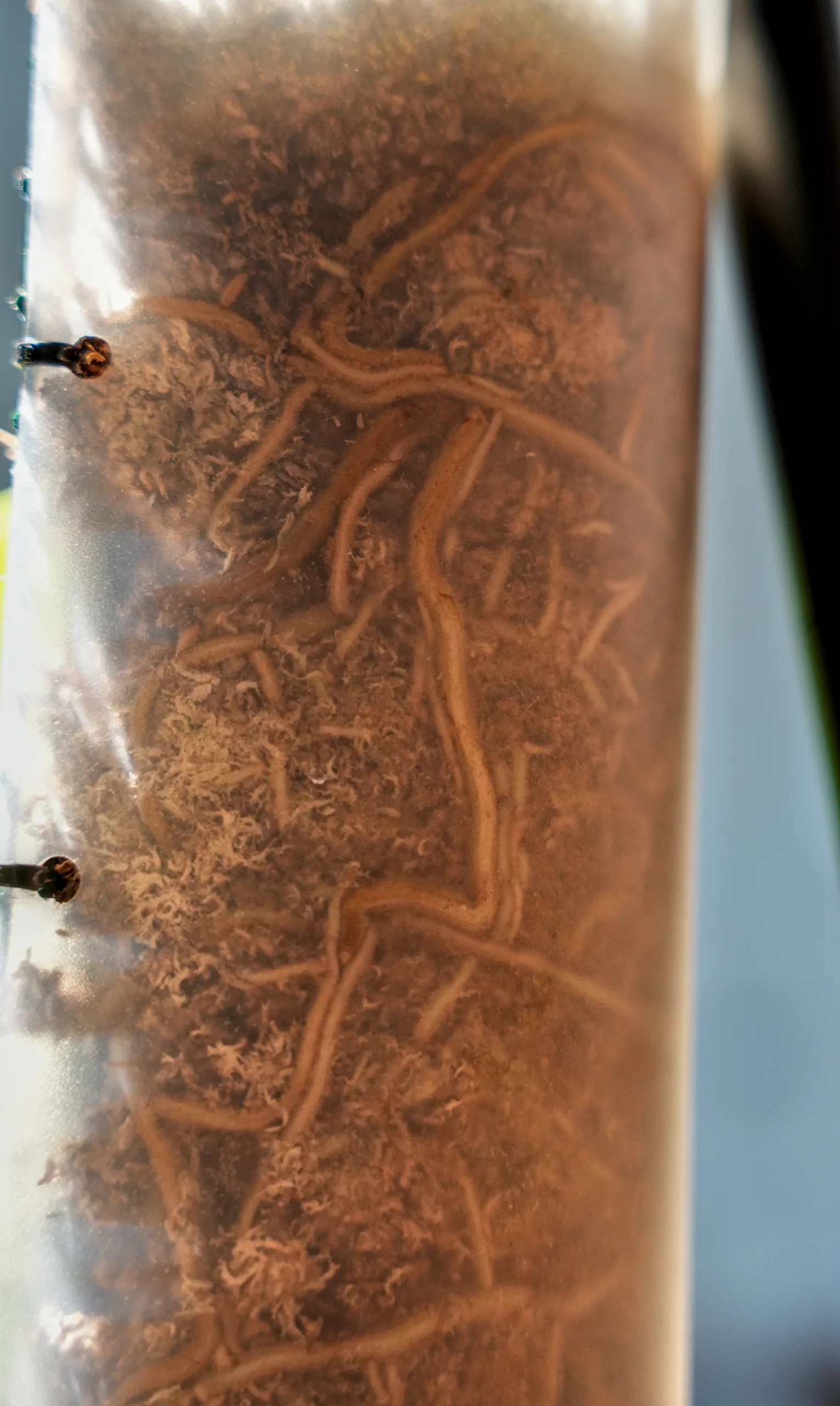Roots pressed against the clear plastic sleeve of a moss pole, threading through the damp sphagnum inside.