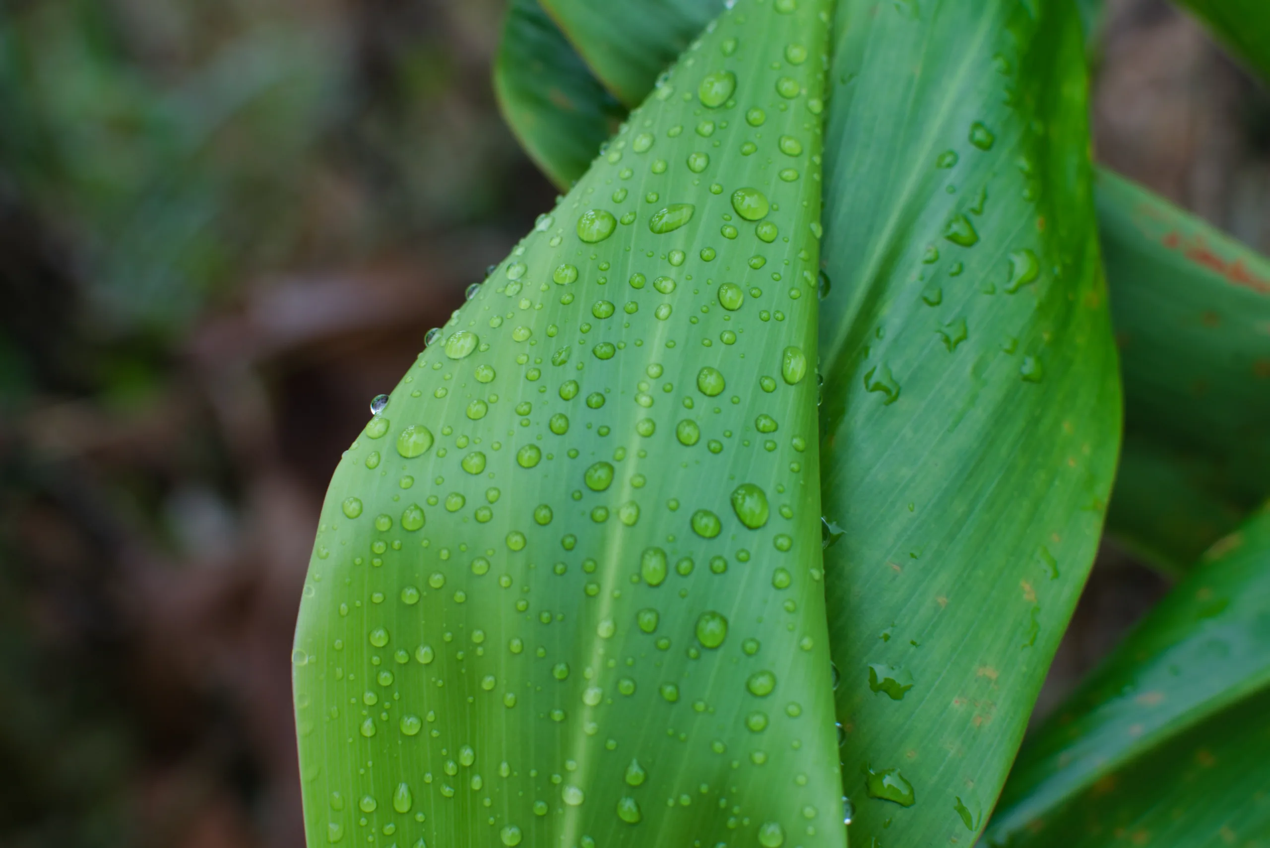 Water beaded across a broad green ti leaf, the drops catching the light along the leaf's ribs.