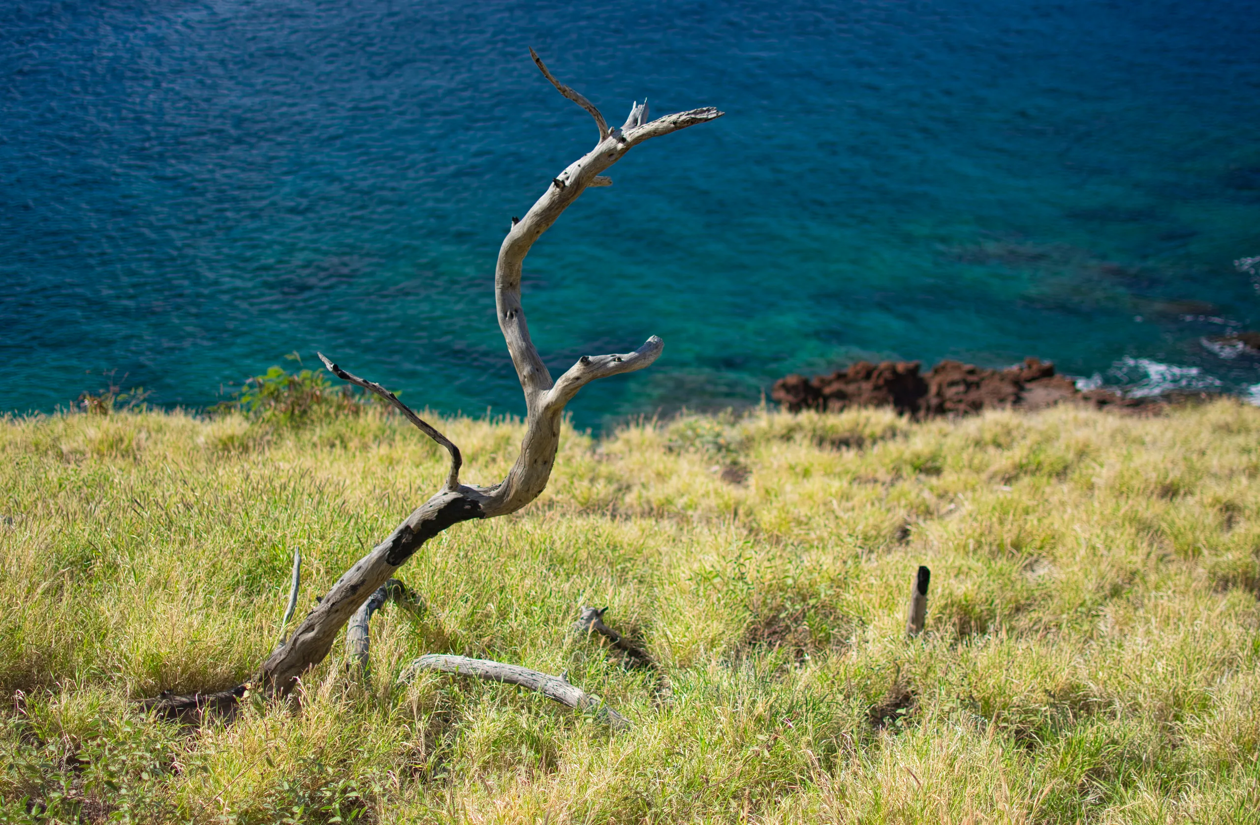 A bare weathered tree branch standing on a grassy headland above deep blue ocean and dark lava rock.