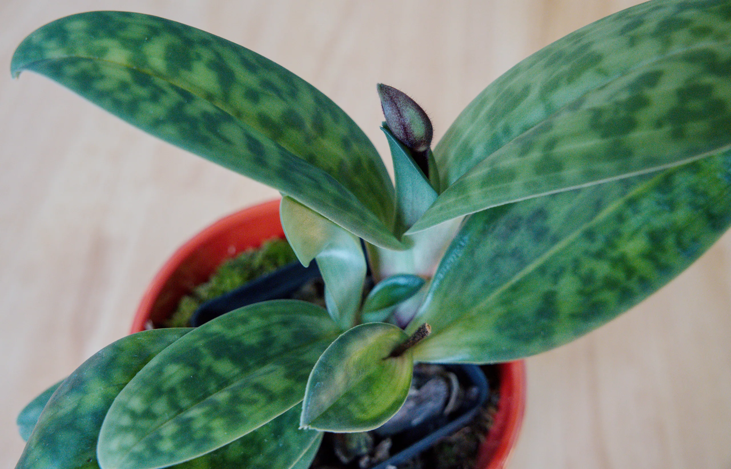 A slipper orchid's tessellated leaves from above, the mottling reading as an irregular chequer of light and dark green, with a dark purple flower bud standing clear of the centre on a short stem.